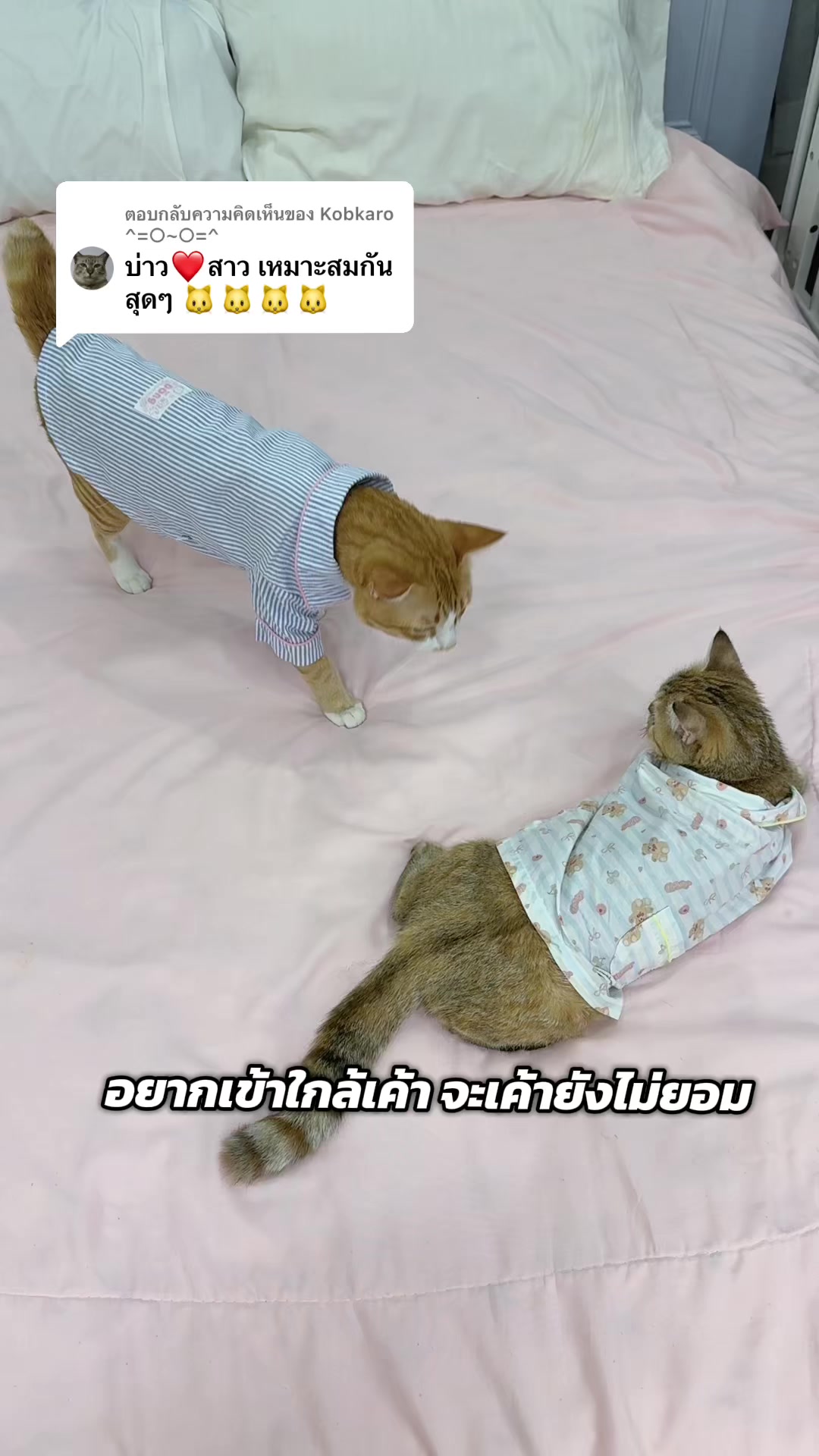 @เกรท 97 💚✨