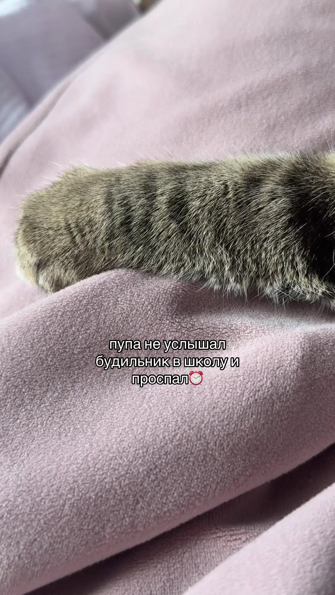 @тгк : бэмбикор