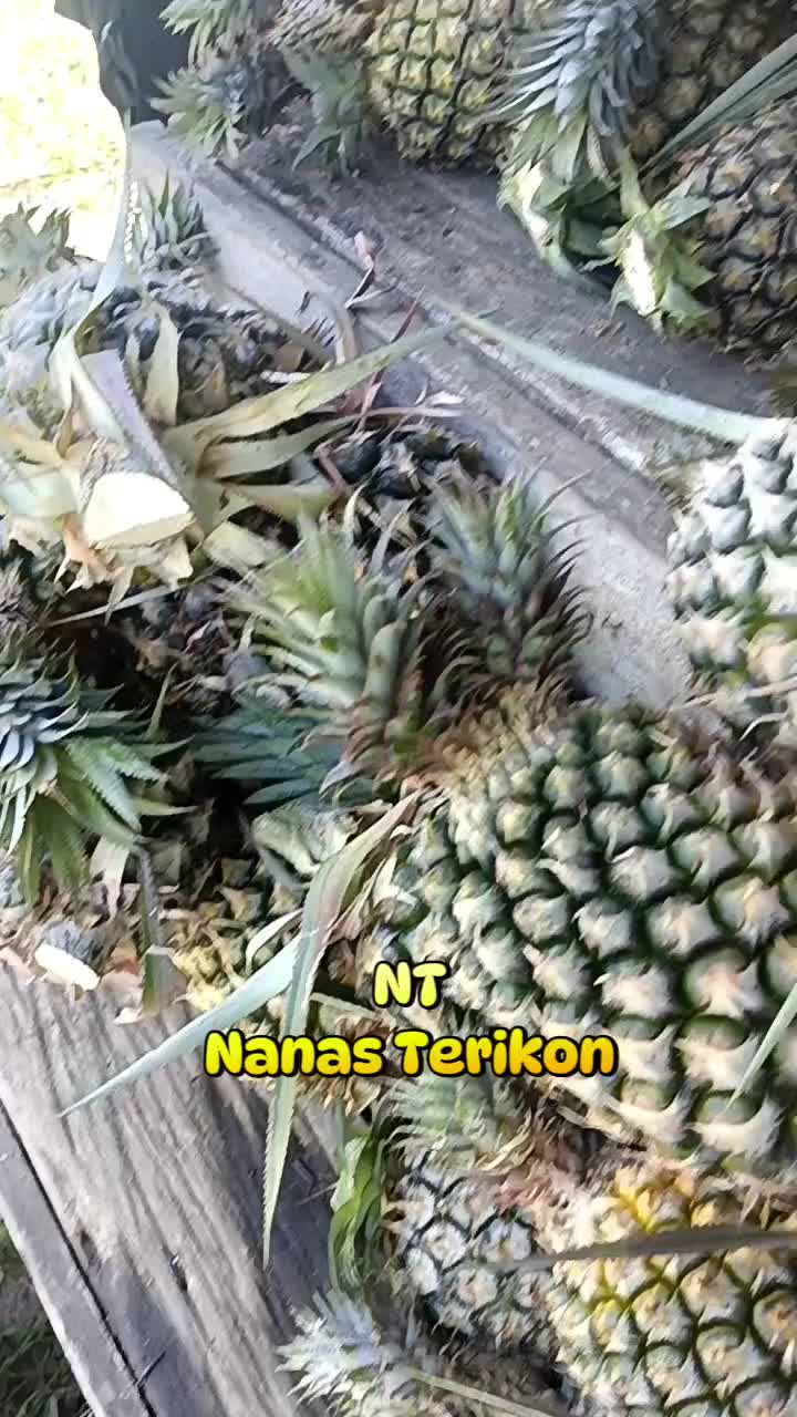 @JS Usis
