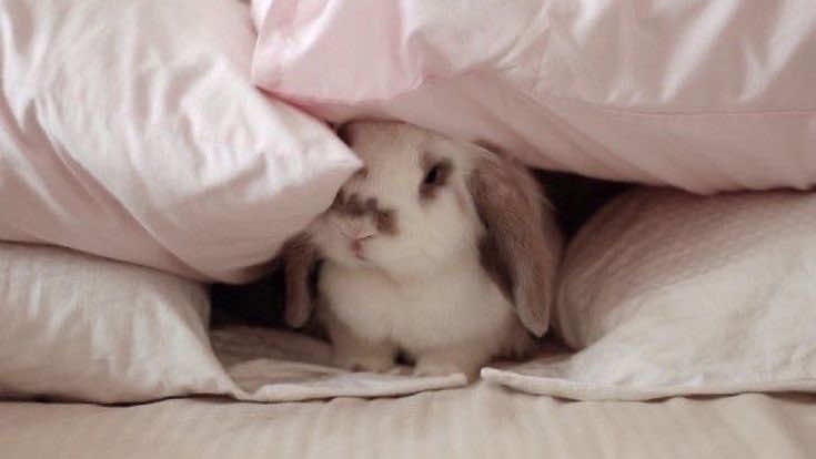 @(๑>◡<๑)