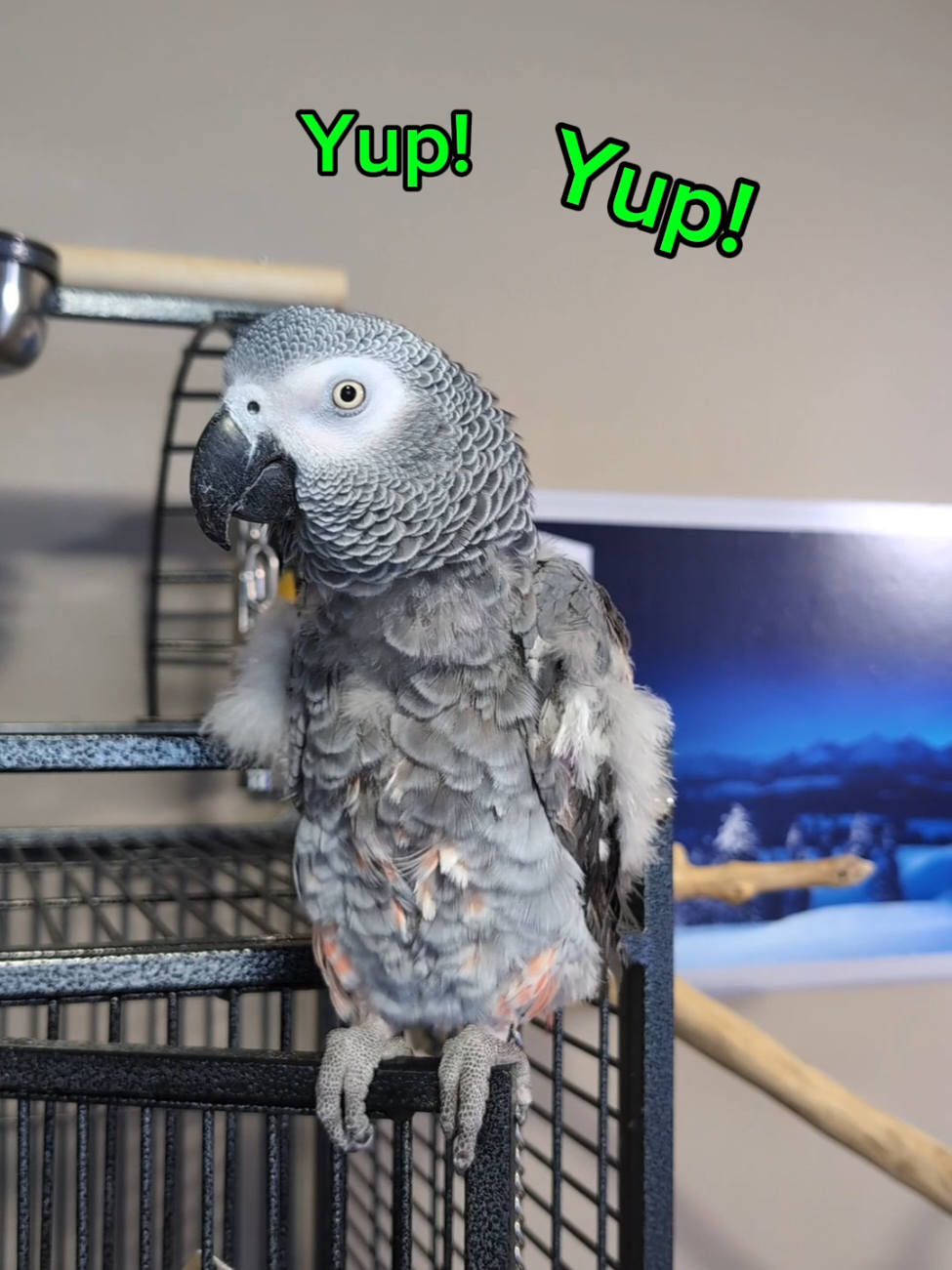 @Cosmothefunnyparrot