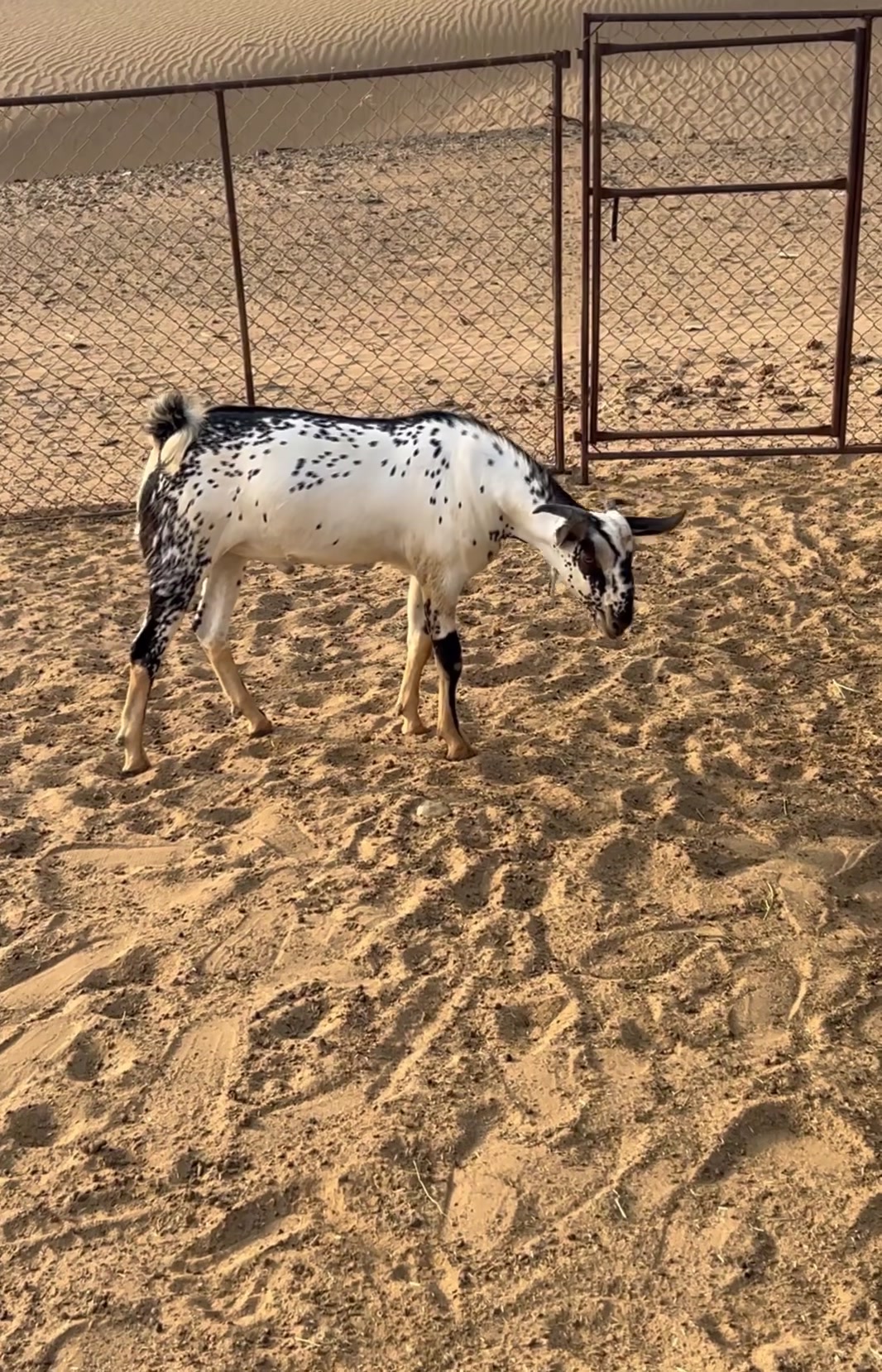 @محمد