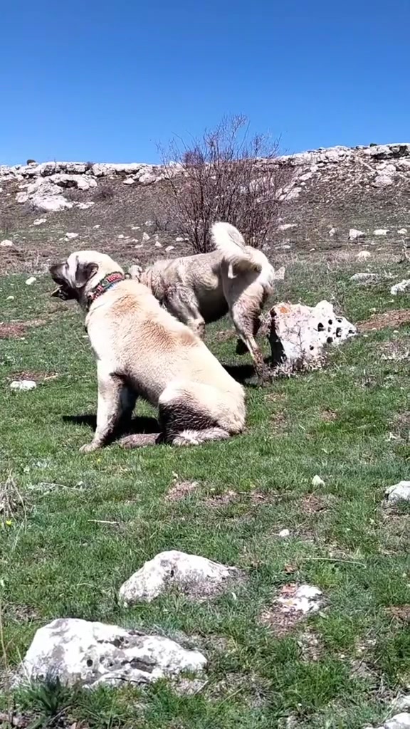 @🇹🇷Sivas Kangal Köpeği 🇹🇷