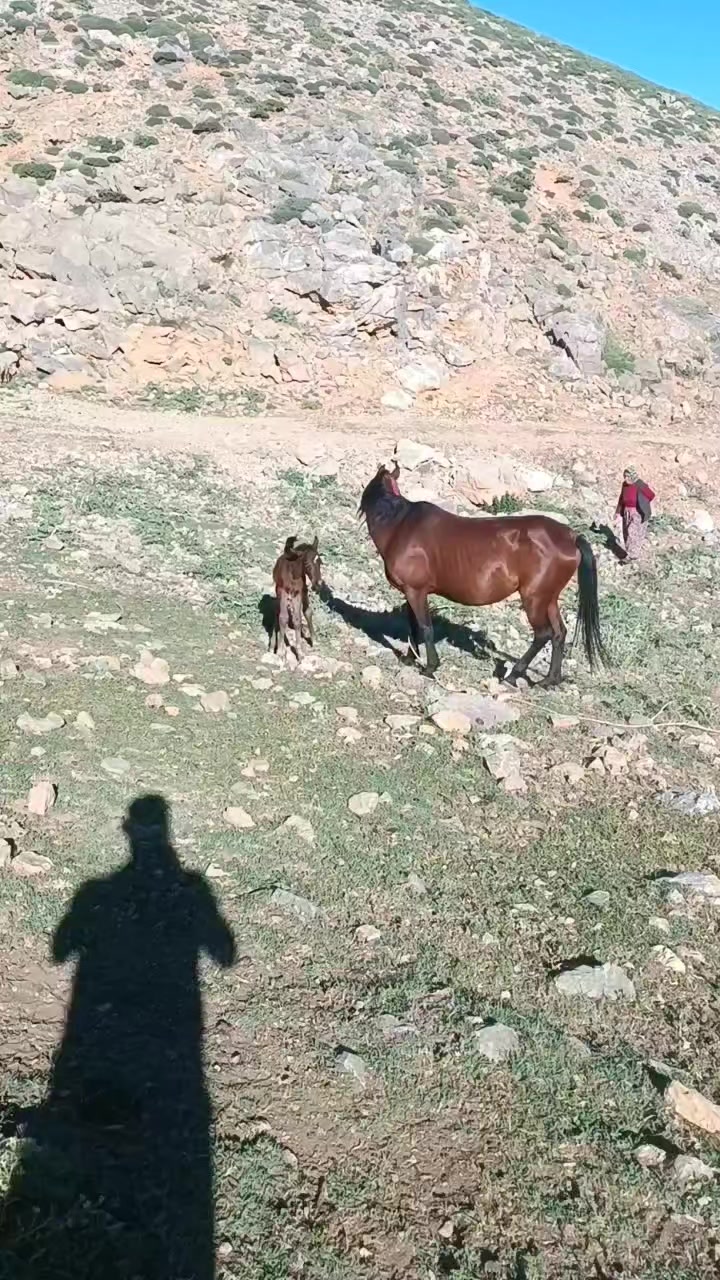 @DAĞCI.46