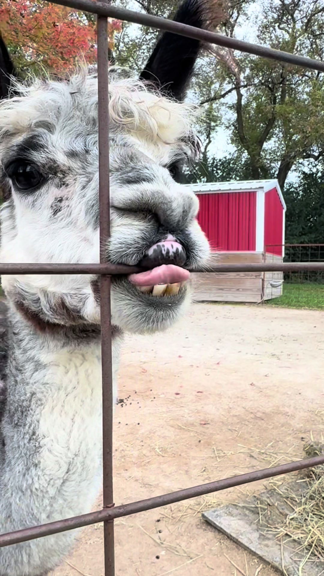 @GreenMeadowsFarmWi