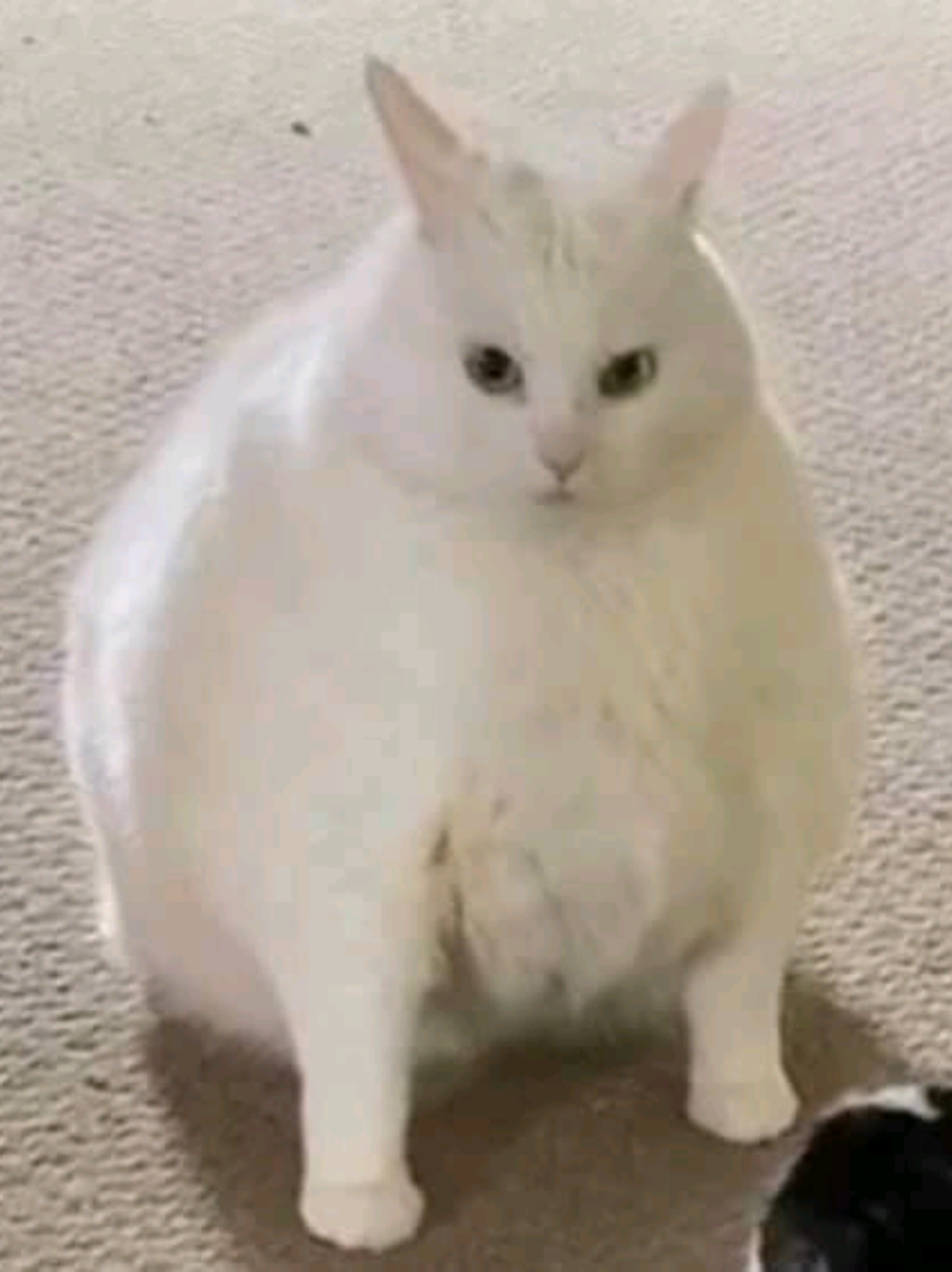 @⋆𝓥𝓮𝓻𝓲𝓽𝓸 ⋆