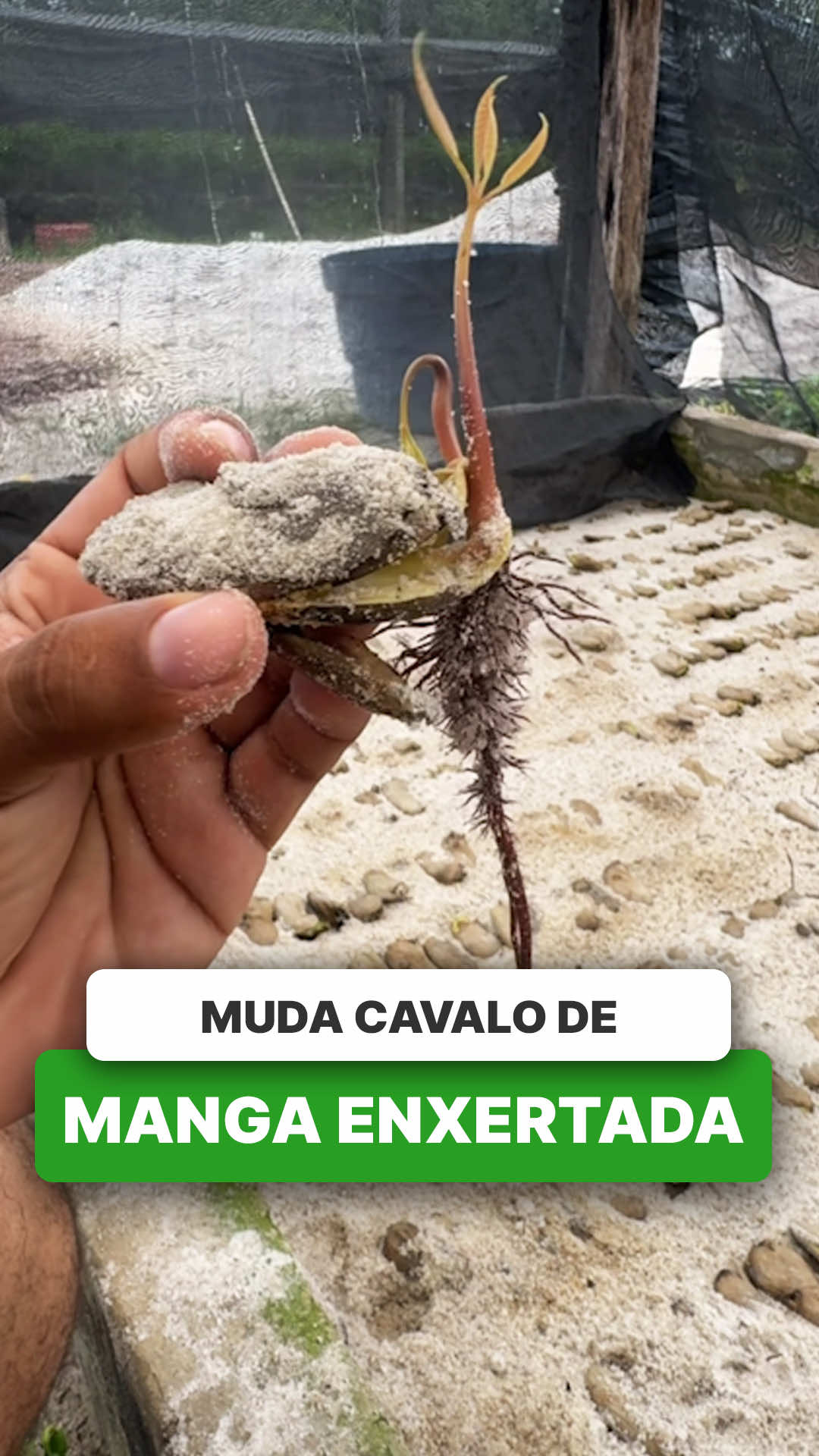 @ViveiroProMudas
