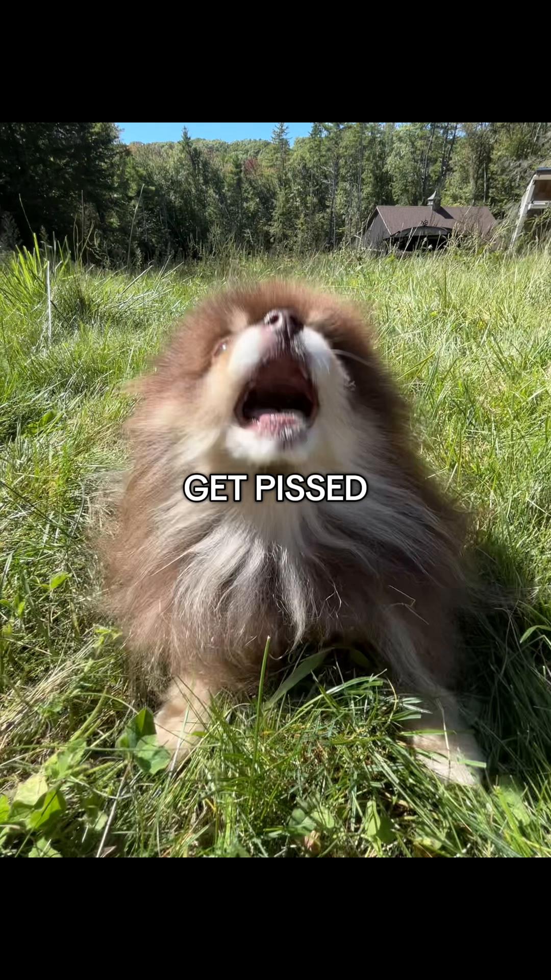 @Rooello