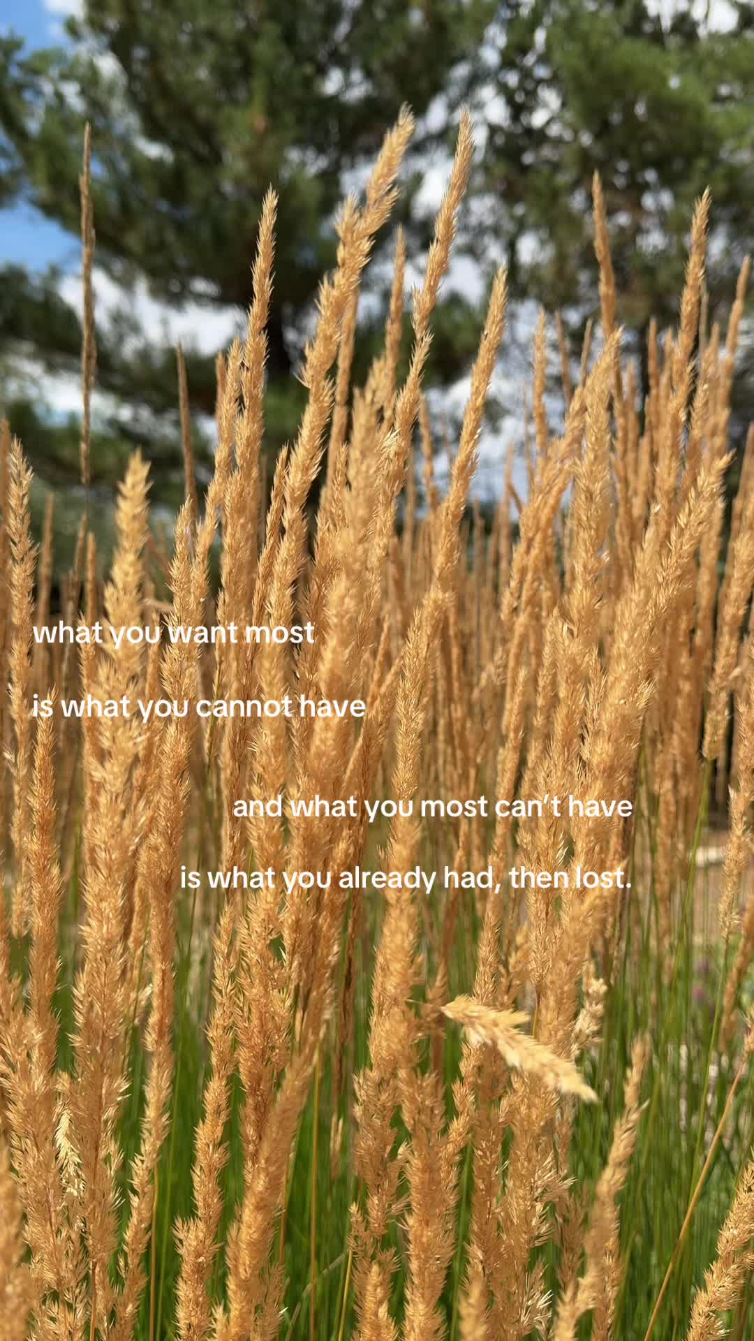 @velvet_tracks