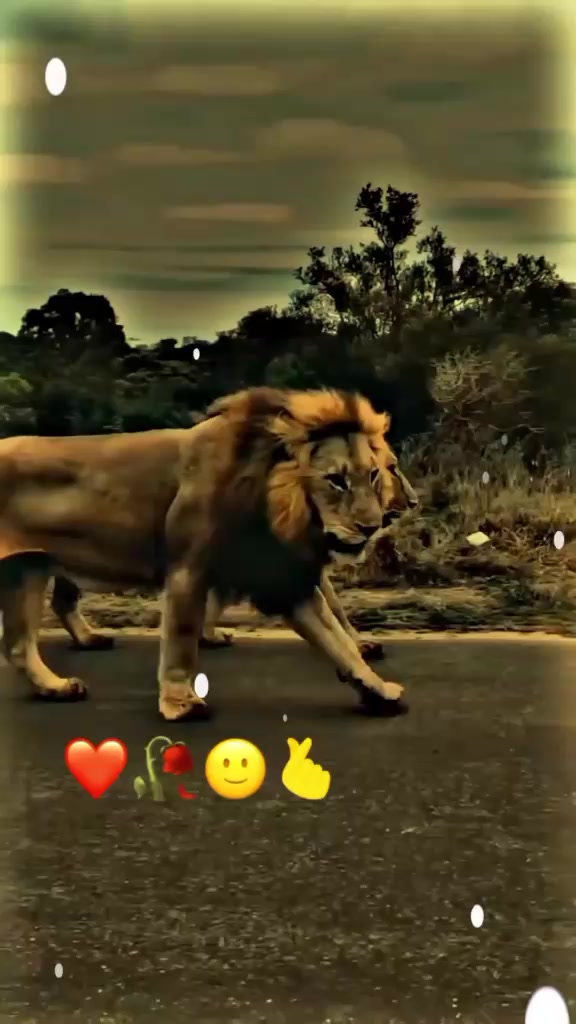 @سيد على