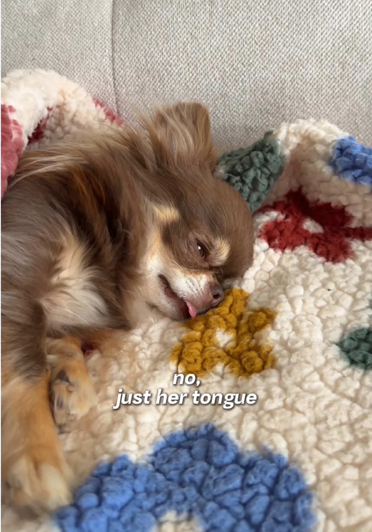 @Lou the Chichi