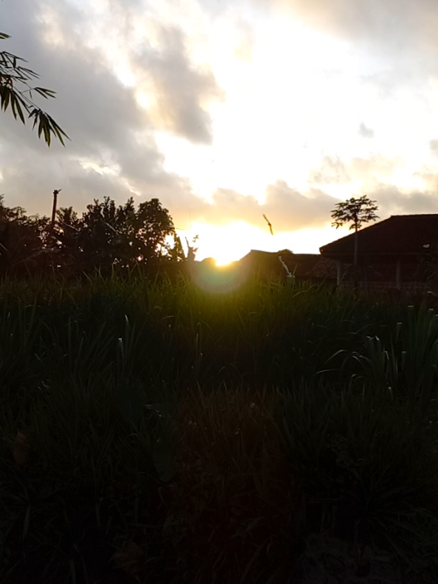 @MULYO JOYO FARM