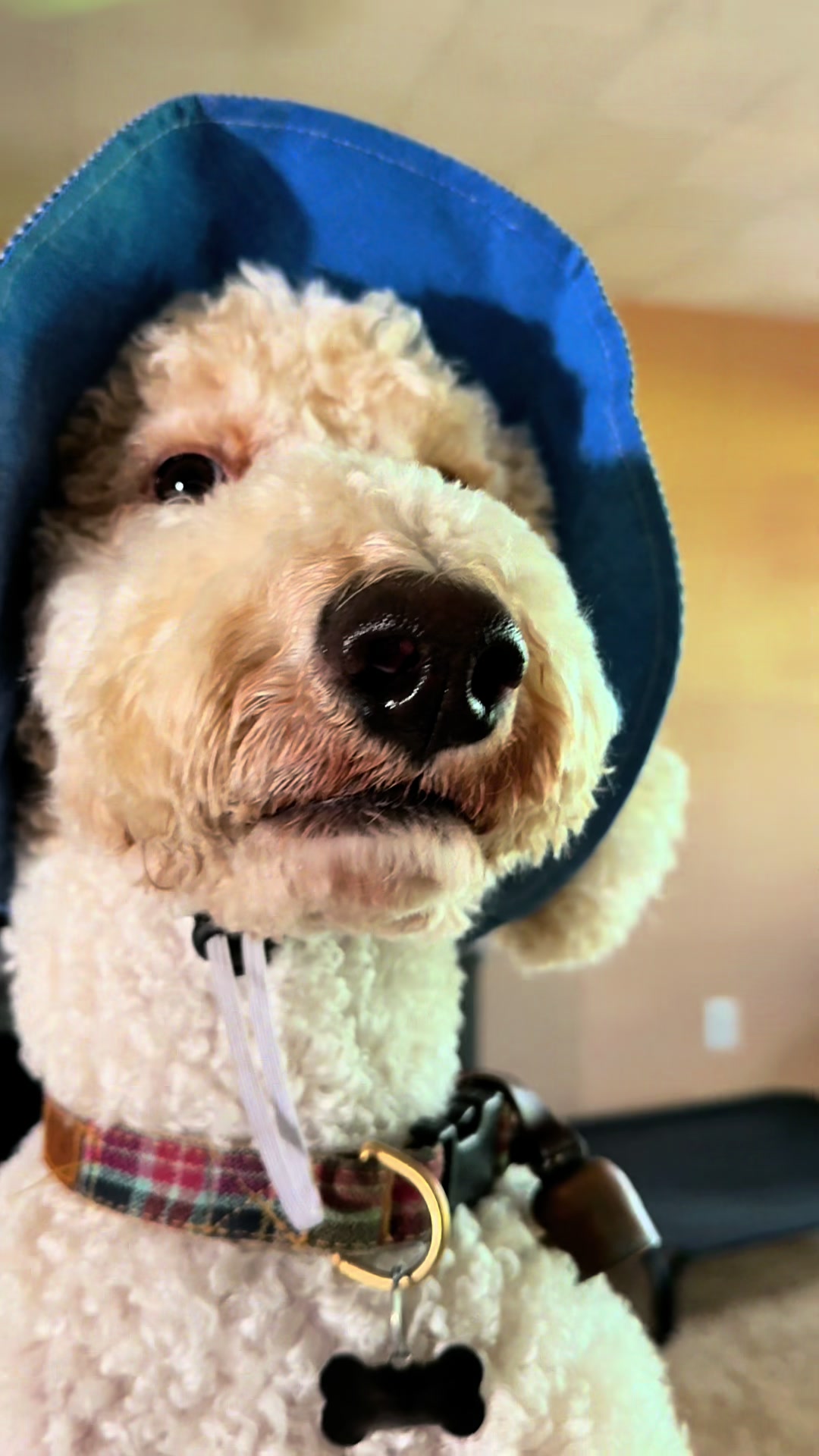 @bigdoodleandlittledoodle