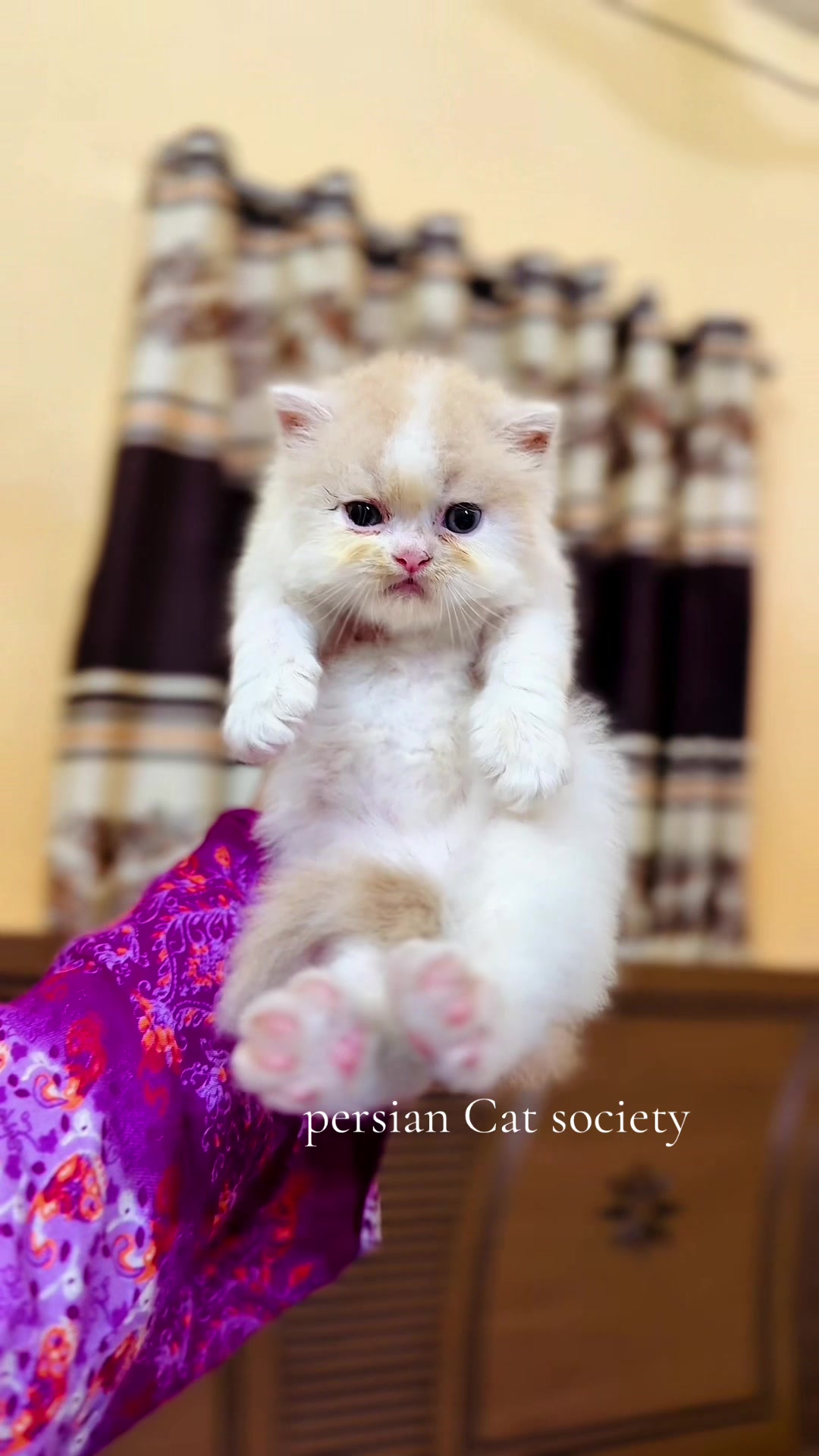 @Persian Cat Society❤️&zwj;🩹