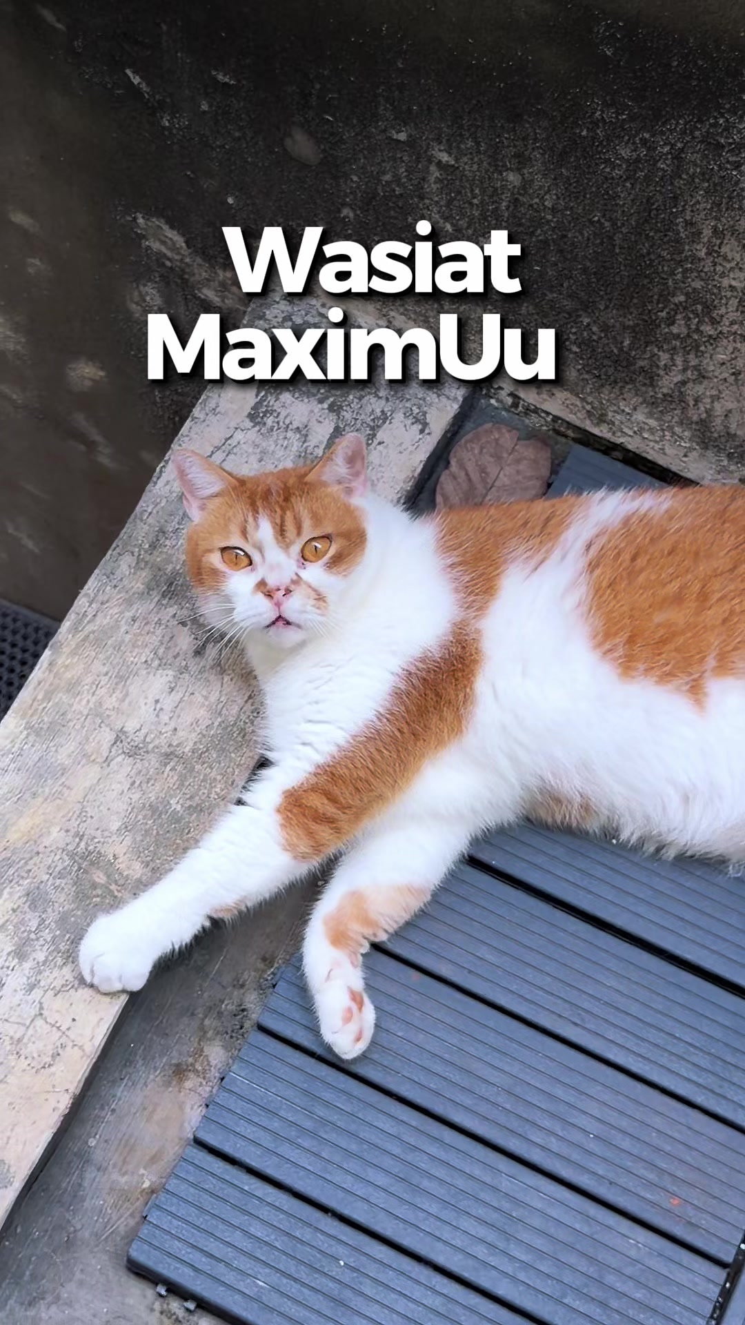 @MEOWOMPONG
