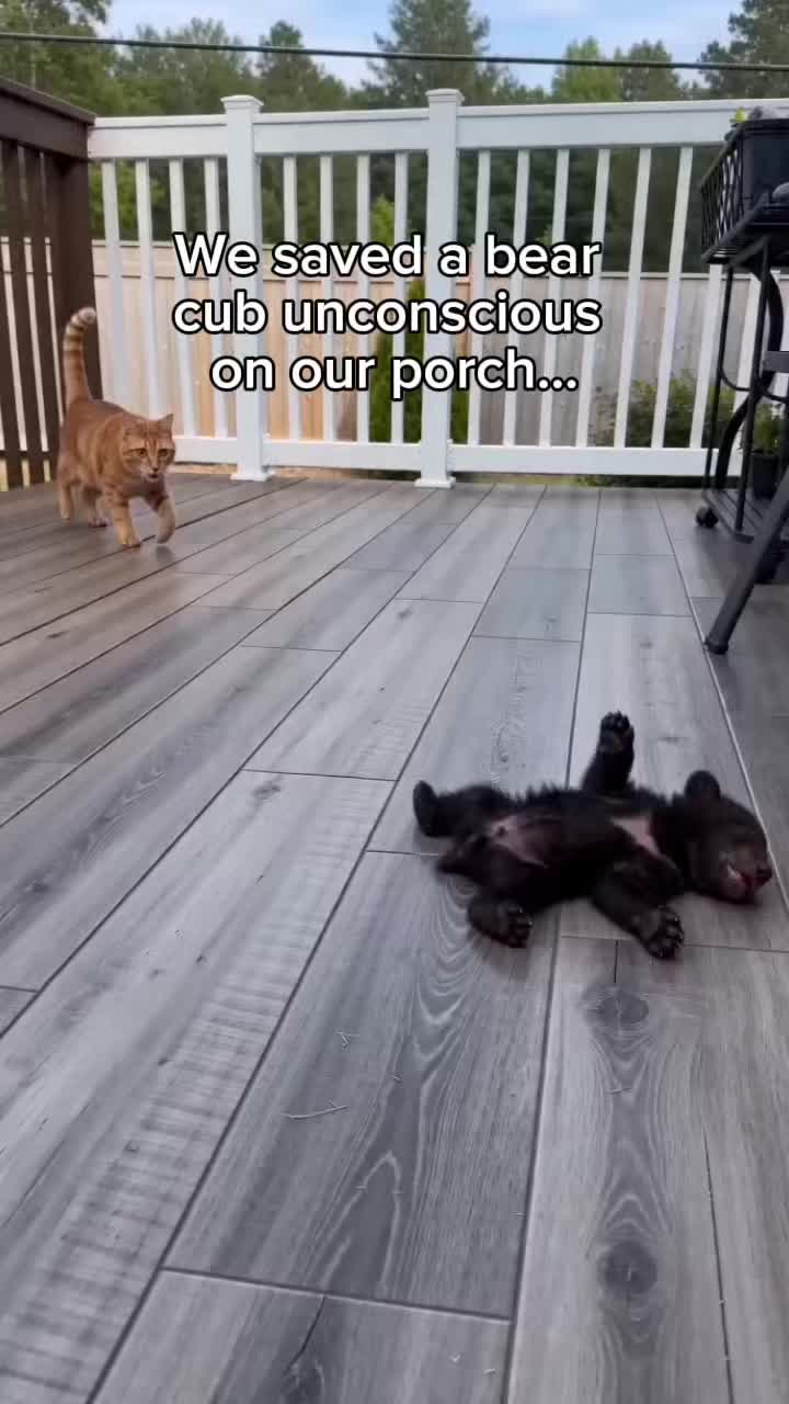 @StoriezTold 🐶
