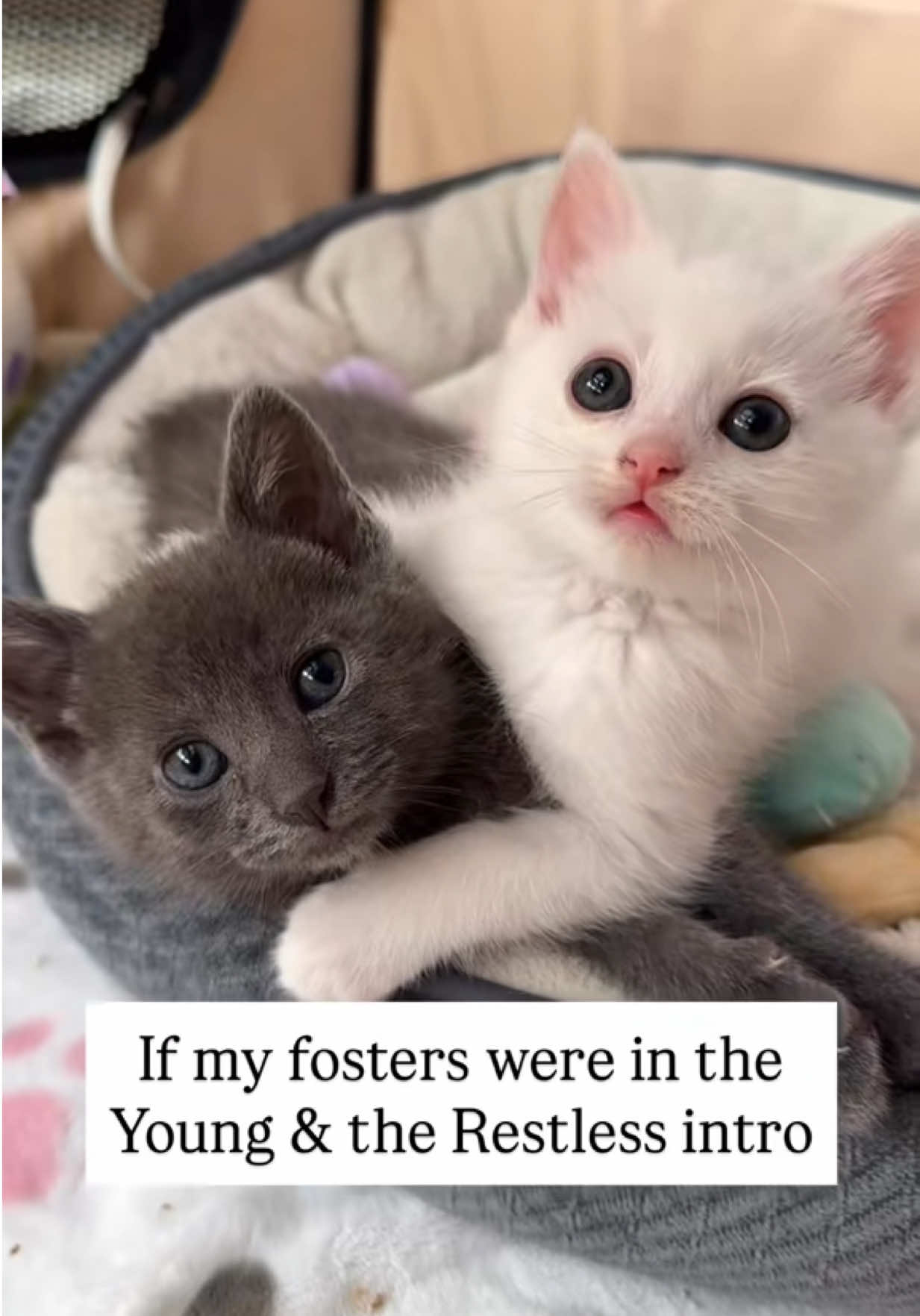@Frankies_Fosters