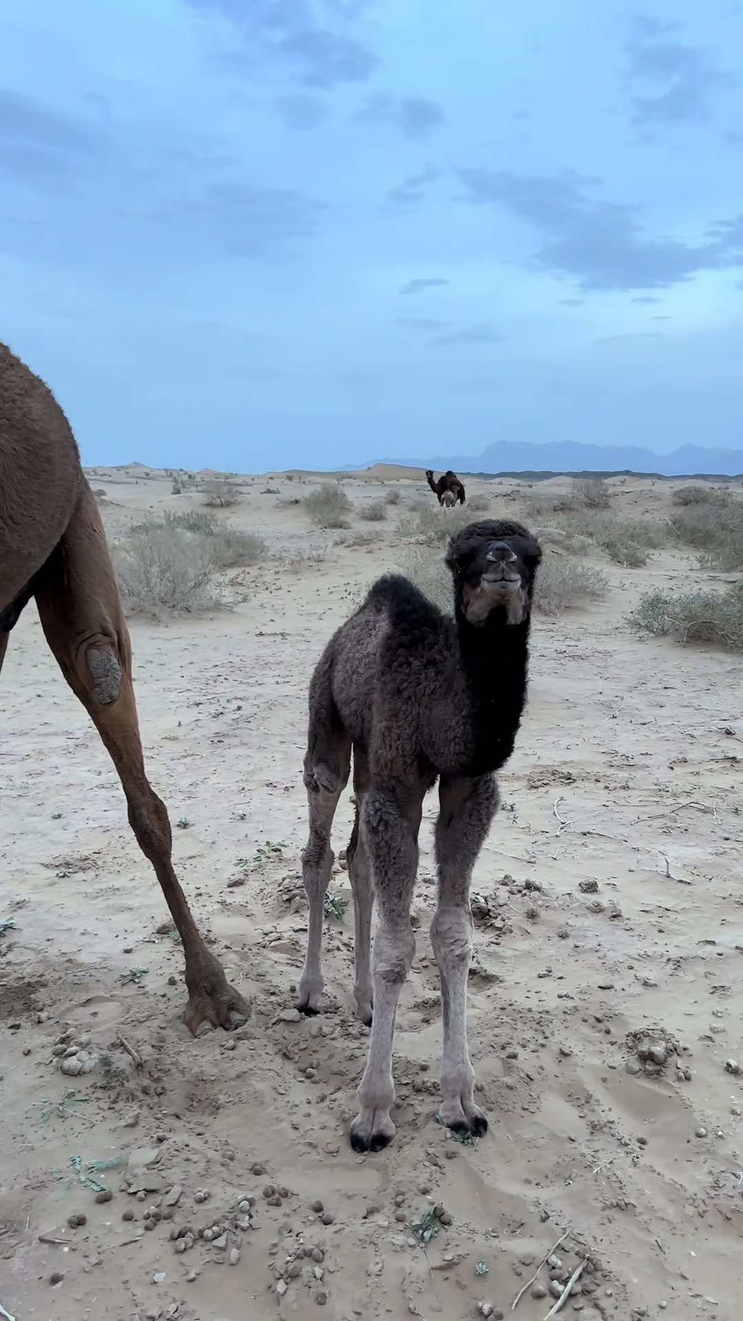 @بلوچستان عشق است 🐪🏜️🪶