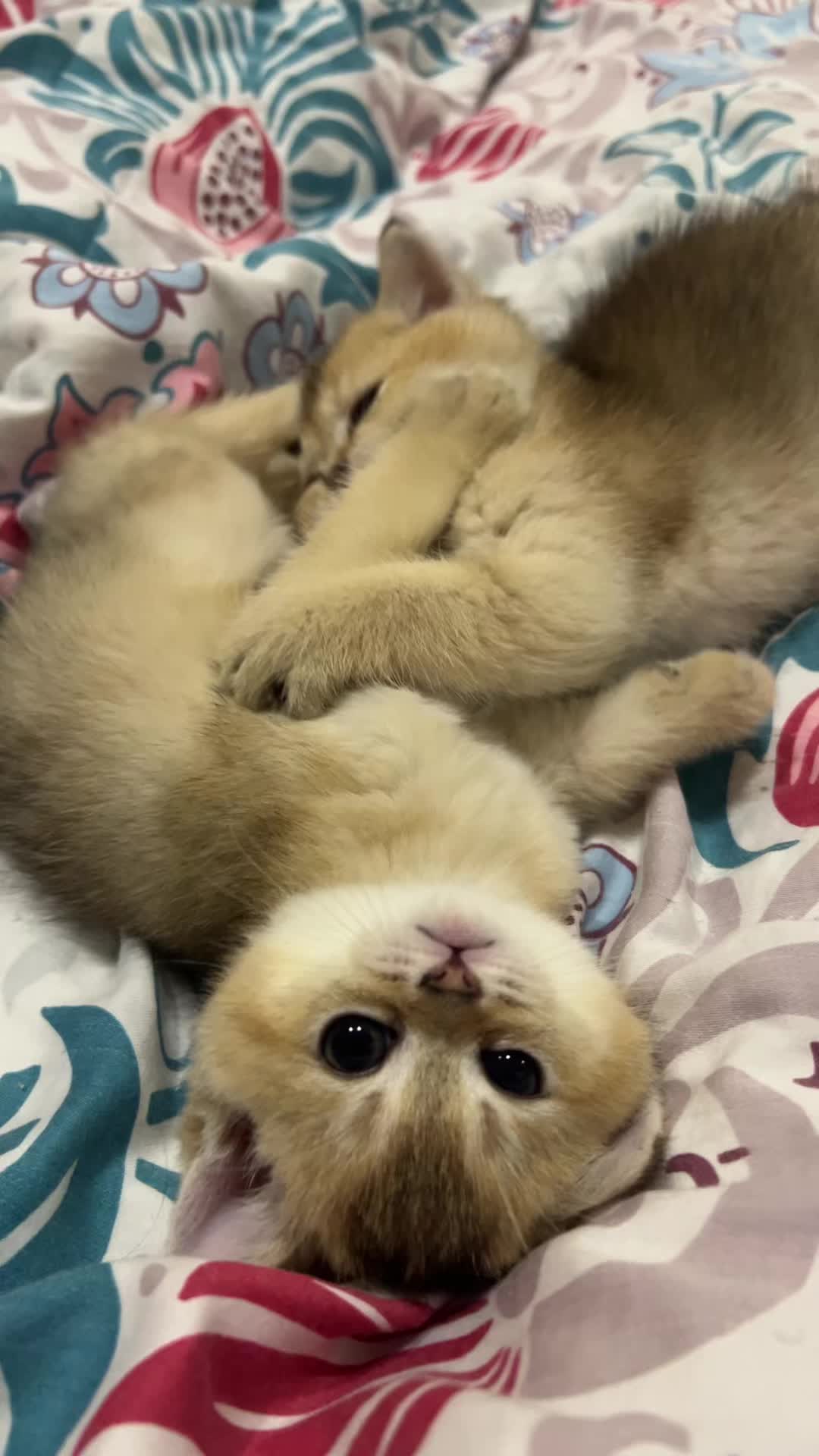 @🐈