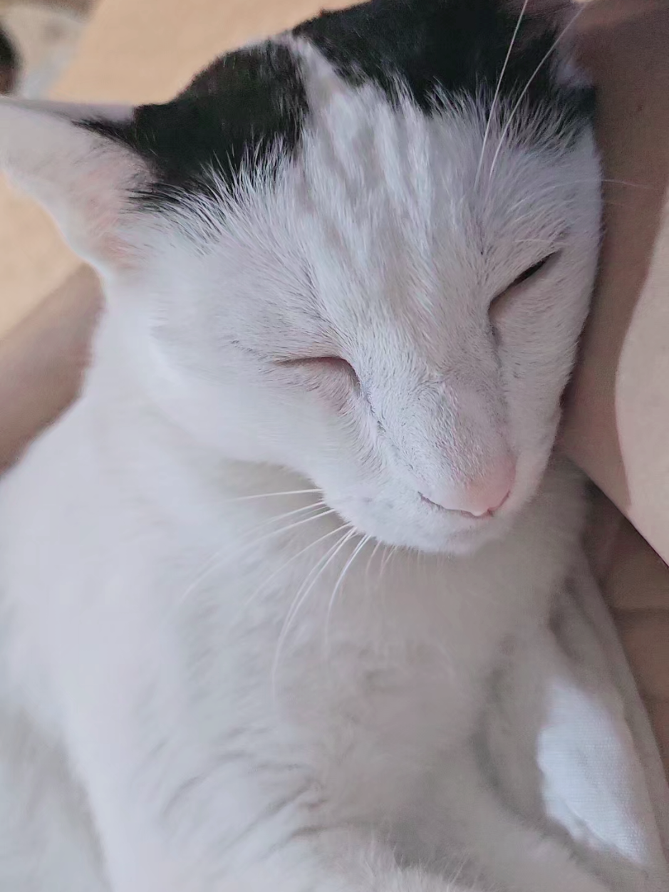 @layjudfamily🐾🐱