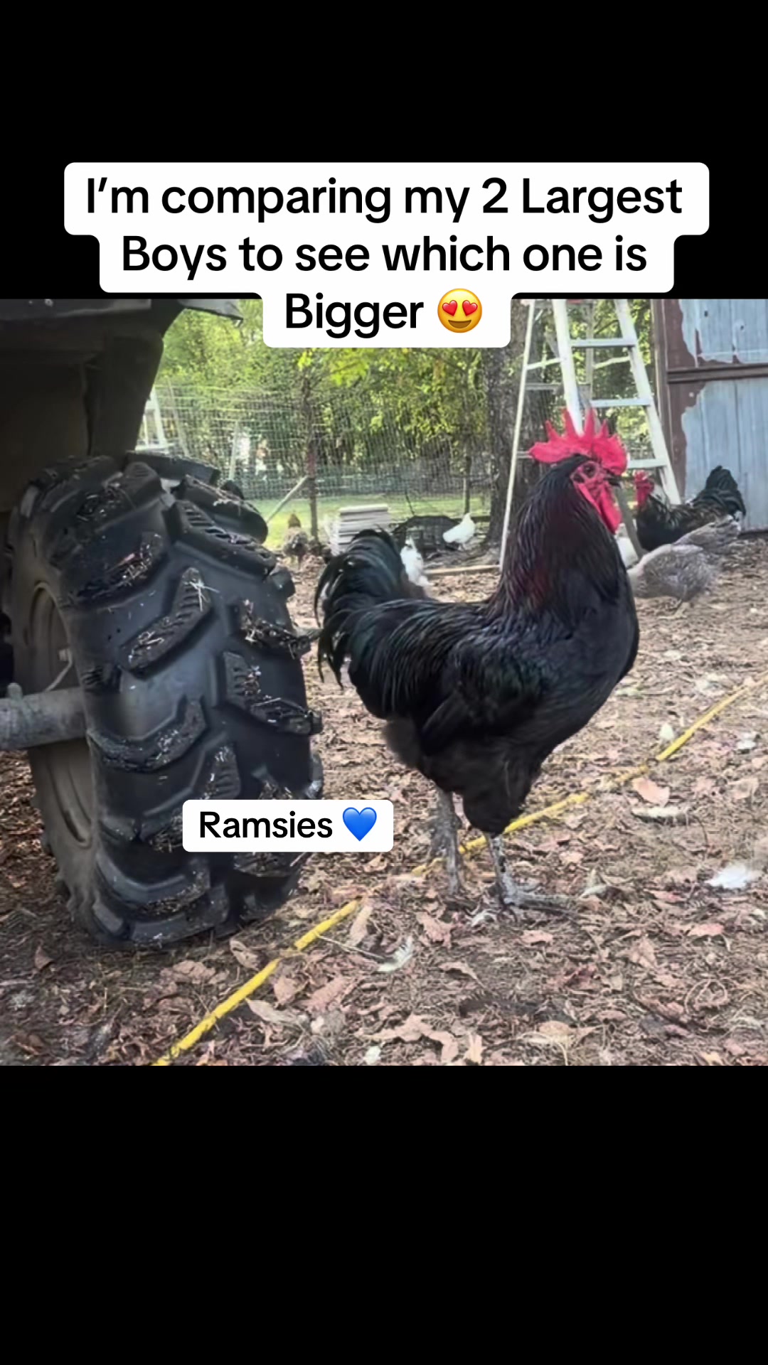 @NonniesFunnyFarm