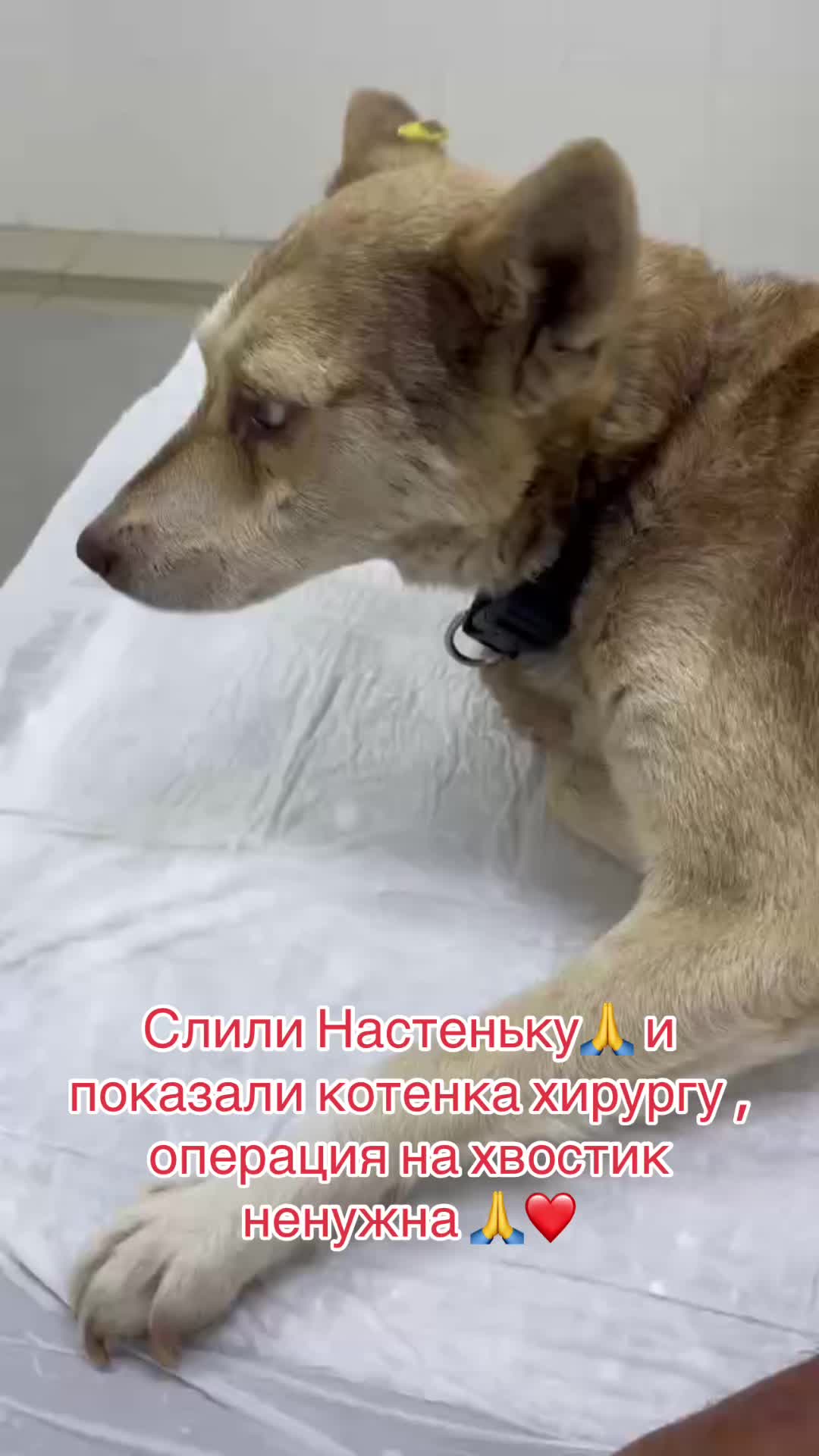 @Лёвка и компания.