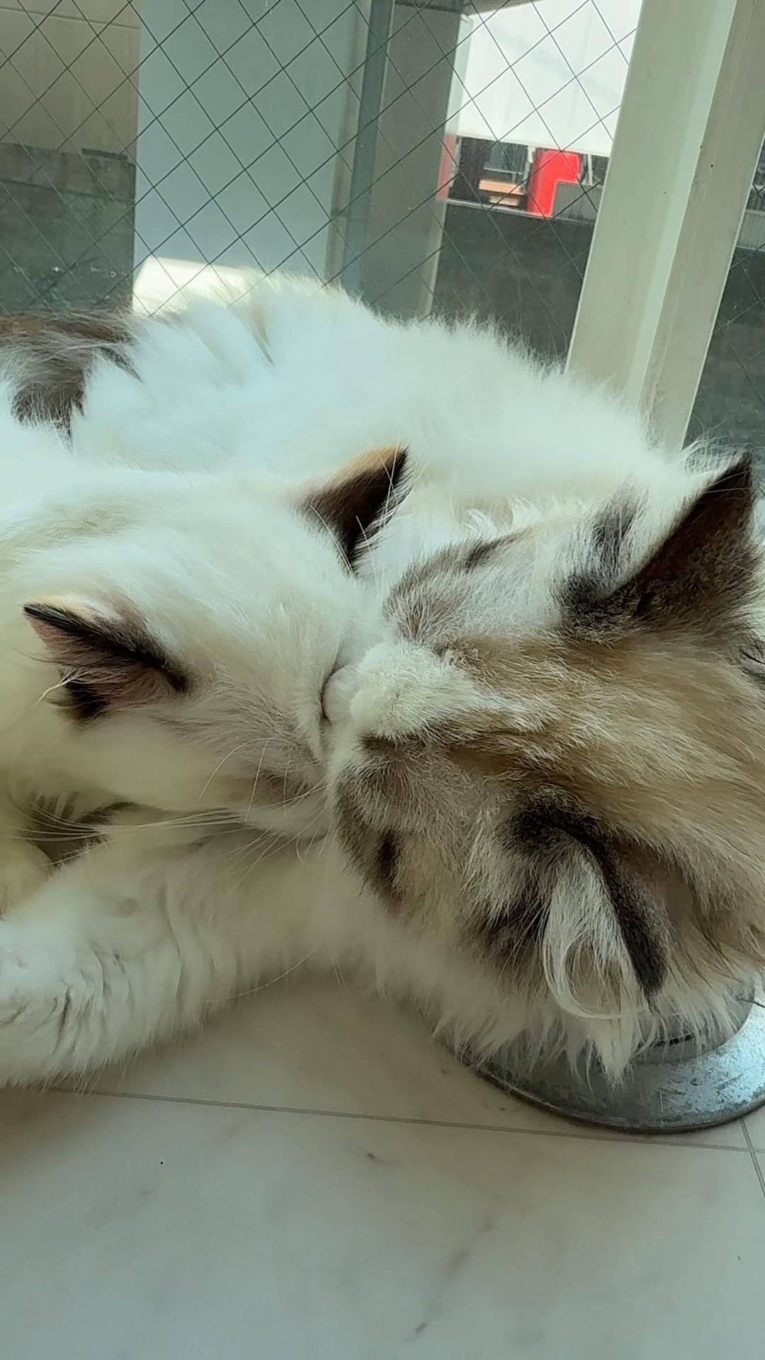 @MIHOO猫カフェ(美頰ネコ)