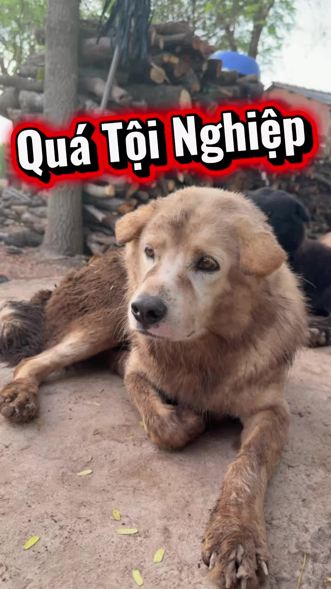 @Tâm Chó Cỏ 🦮