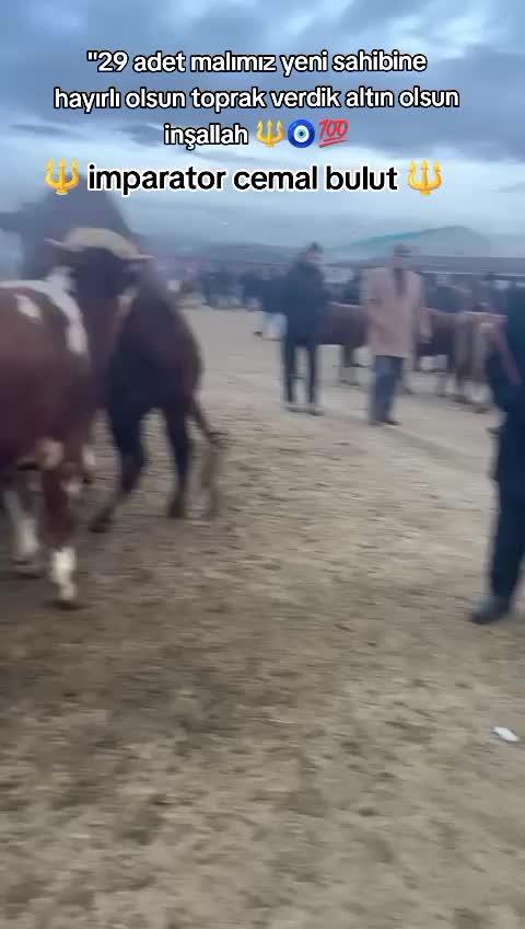 @apo_bulut0436