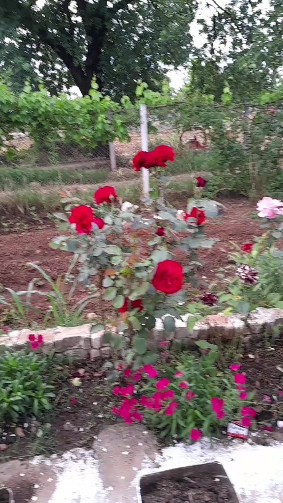 @Gül Ali Karayel