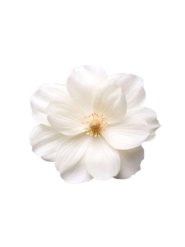 @៹   ࣪   𝐍іᥒі   ꕮ  𝐊ҽɳყ&upsilon;  ᰍ