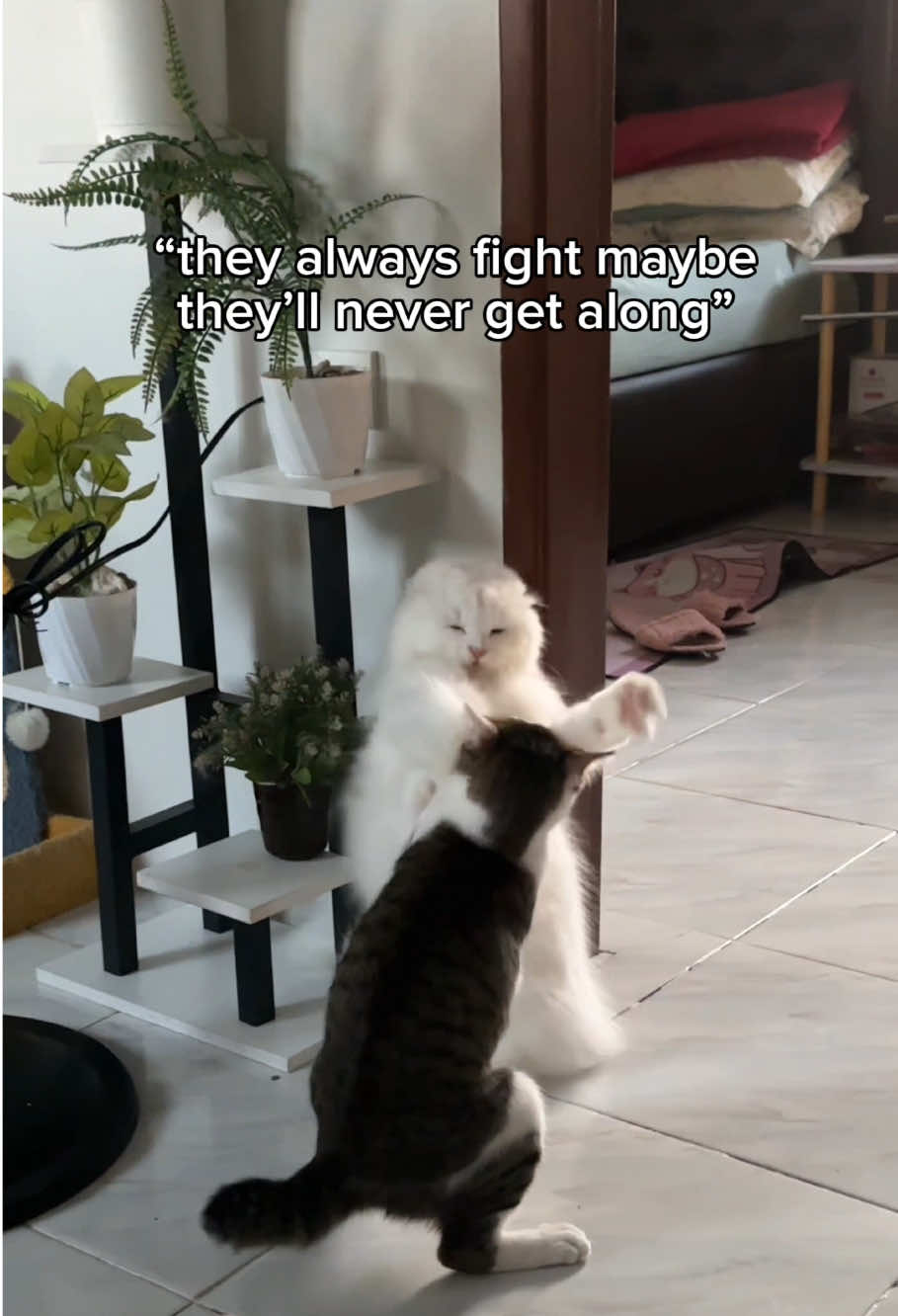 @Chloe & Casper 🐾