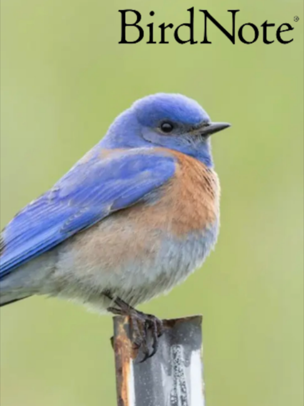 @BirdNote
