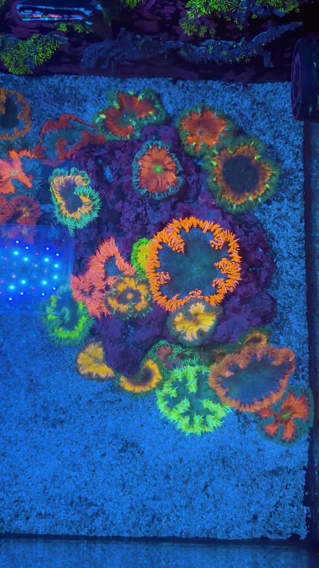 @ReefTok