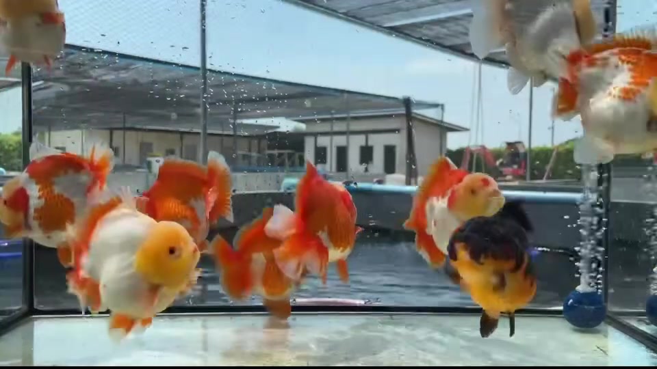 @Ourlovelygoldfish si