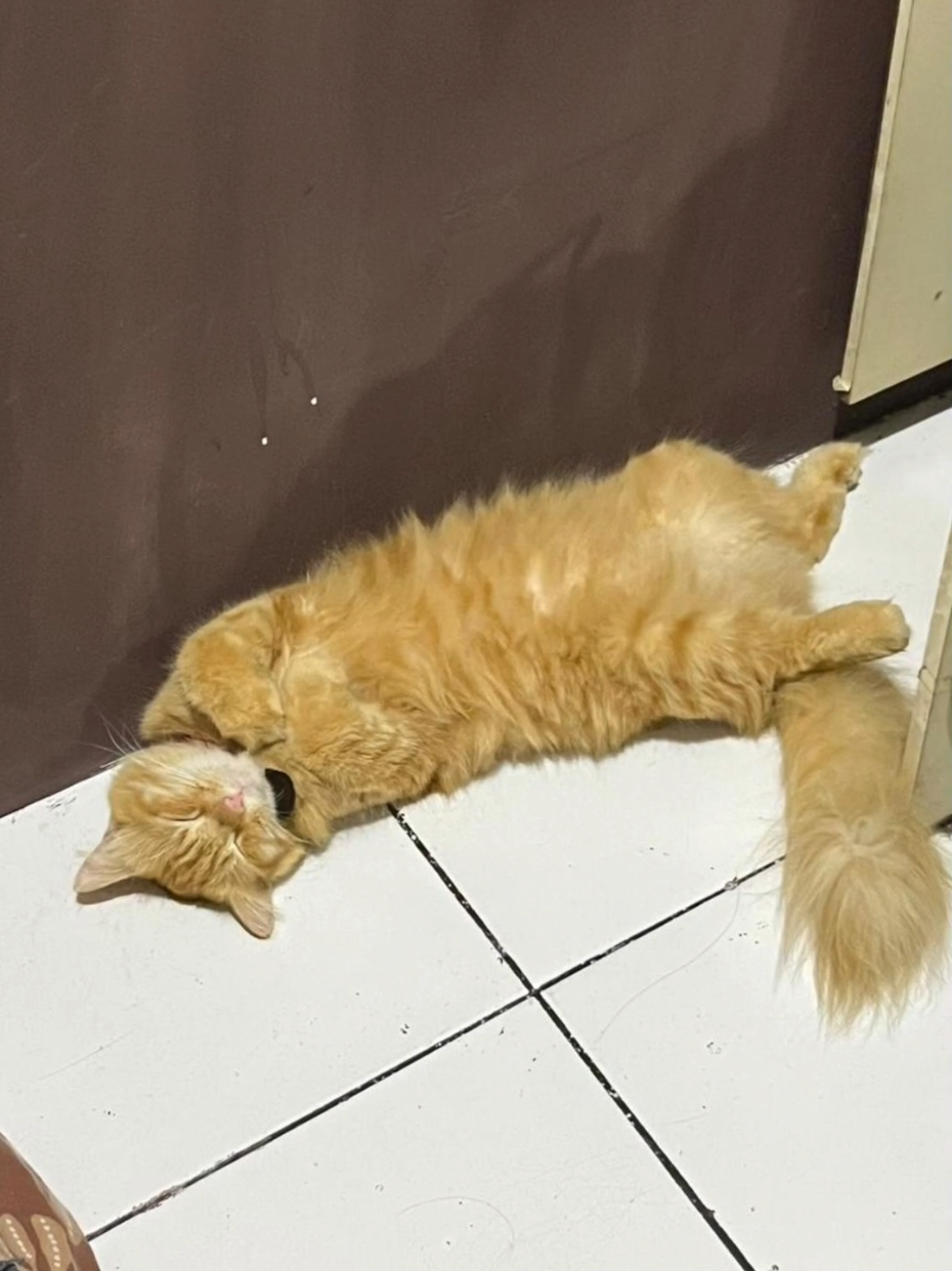 @😺 0chil 😺