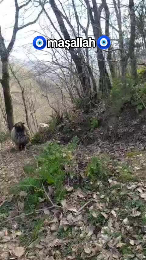 @karagozkoyunculuk2852