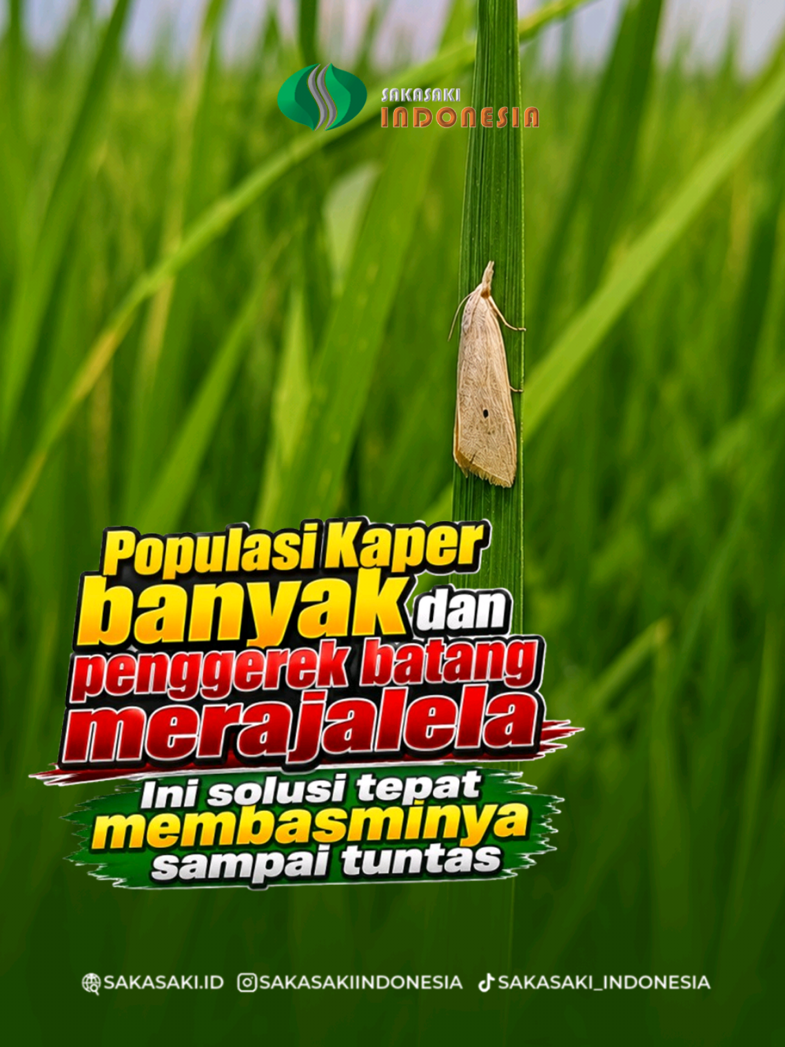 @SAKASAKI_INDONESIA