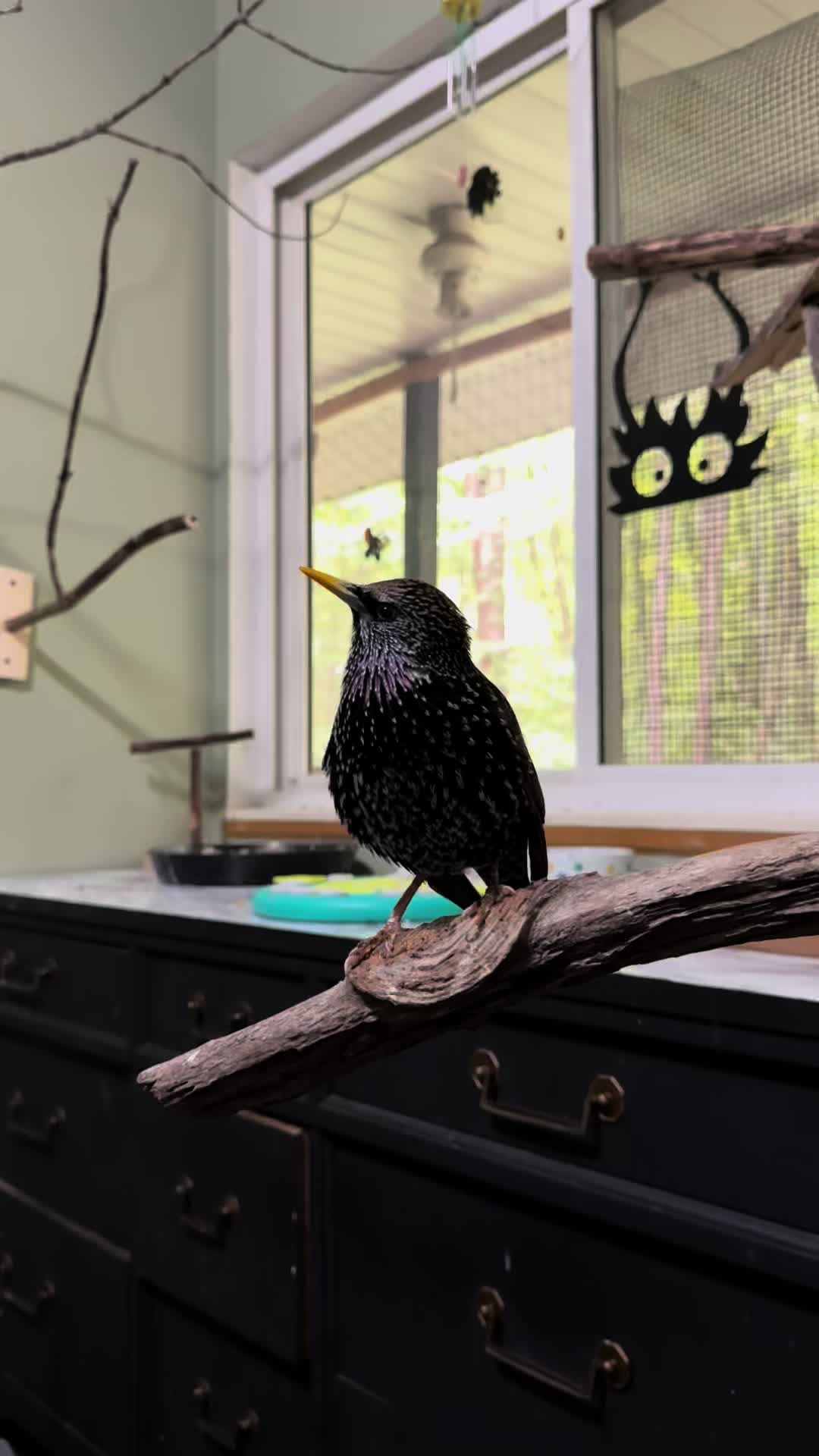 @Sirius the Starling
