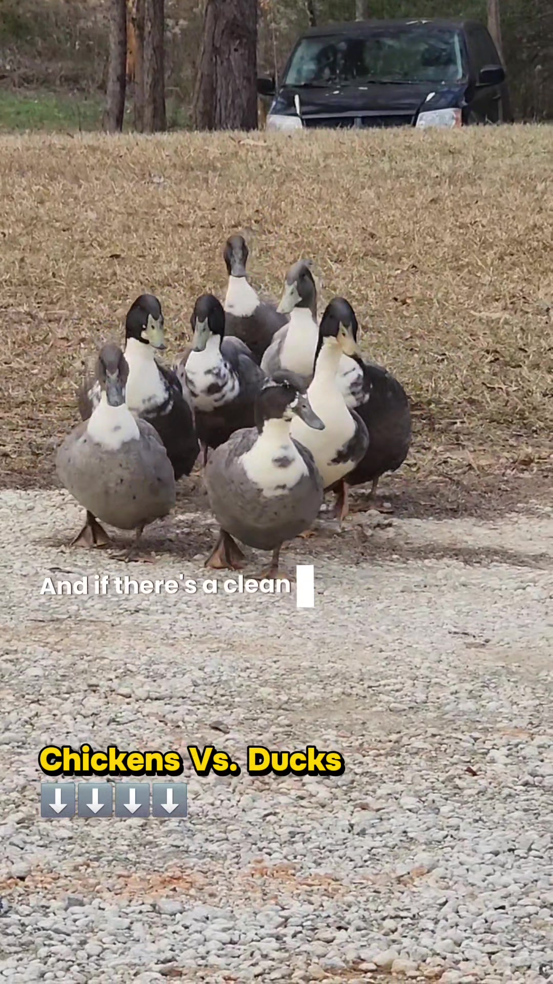 @Skeletonsonbeaverpond❌️🦆☠️