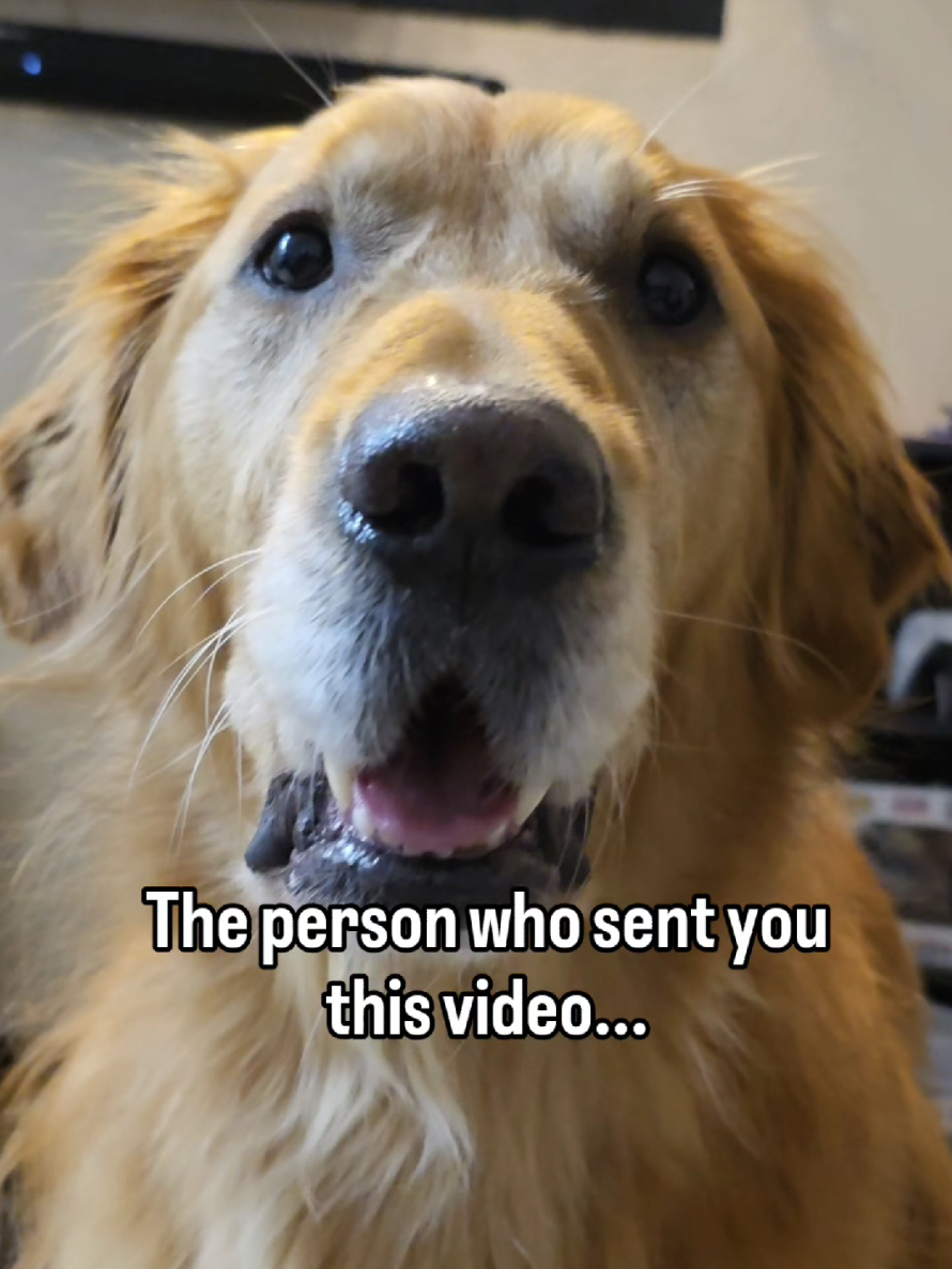 @FINN | The Golden Retriever