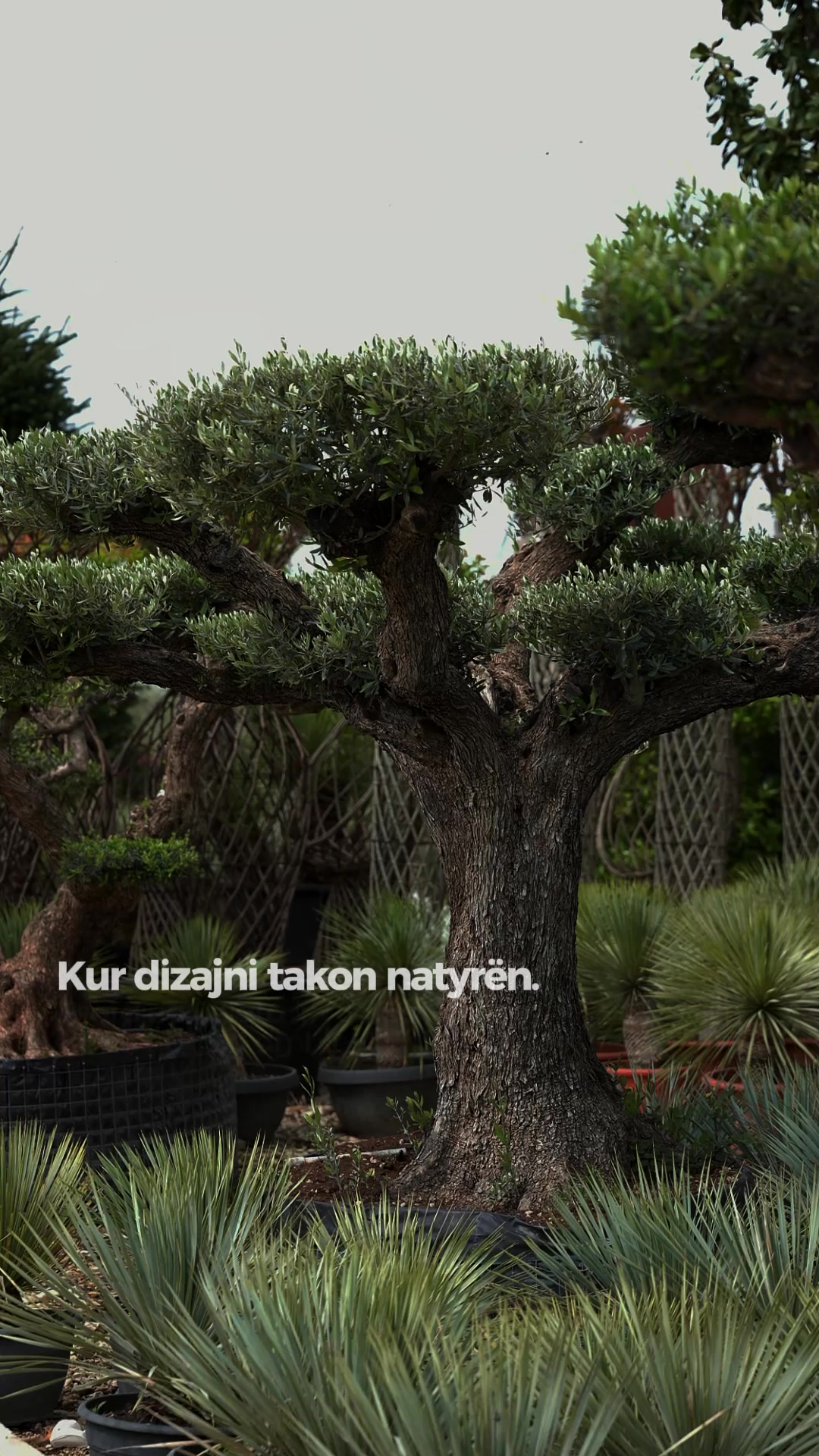 @Giardino Relata