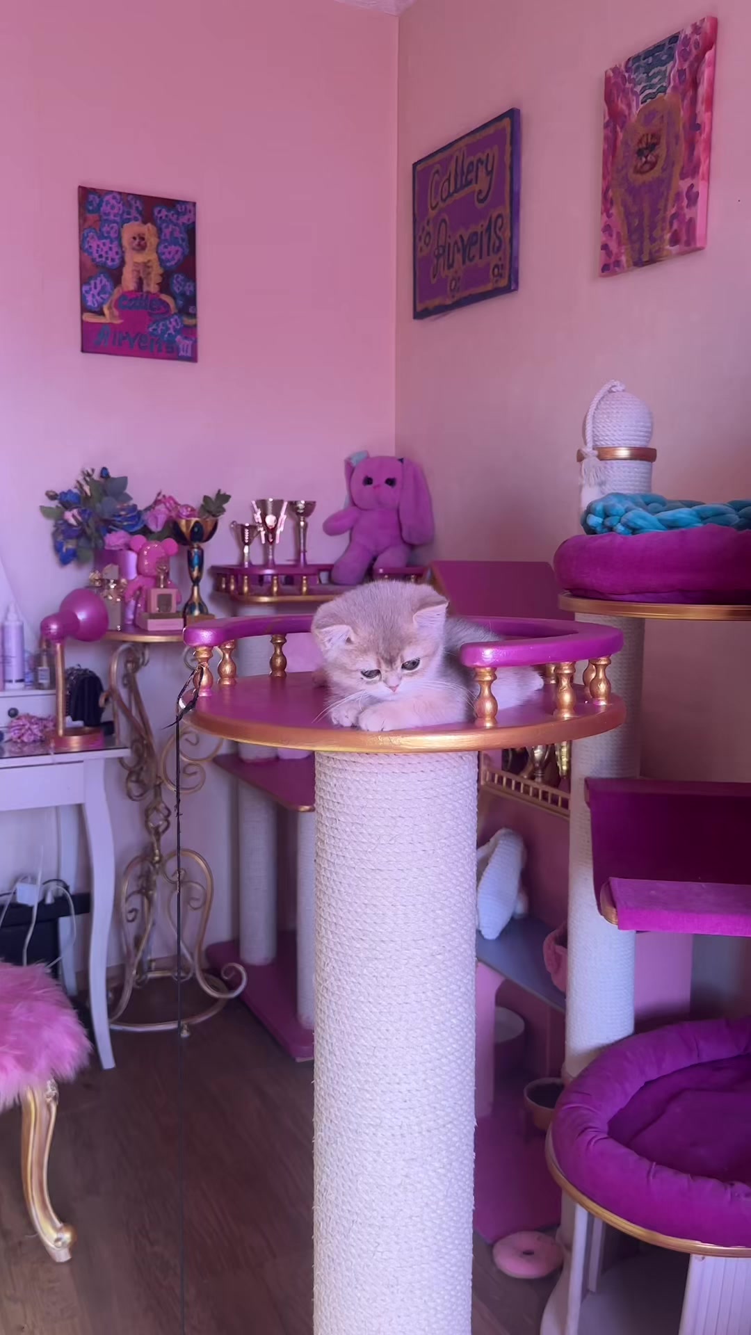 @🦋Cattery_Airveils🦋