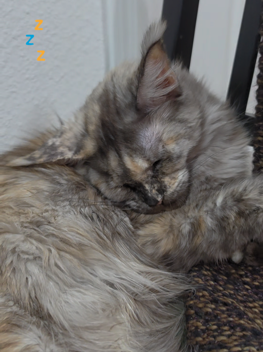@Peaky Claws Cattery