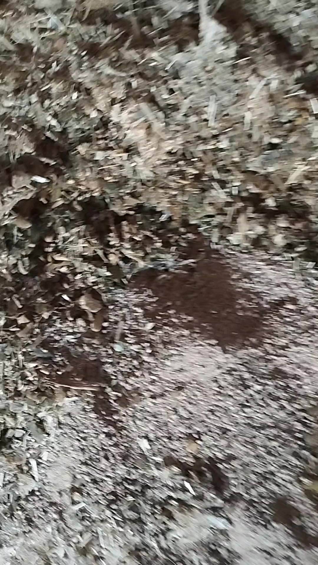 @Taşdemir besicilik