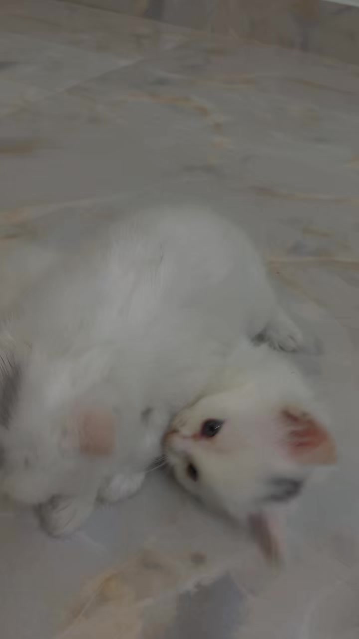 @🐇🐰elma... nohayet 🐈😸