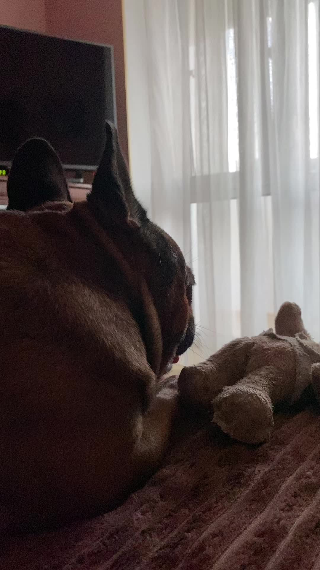 @_holly_bulls_