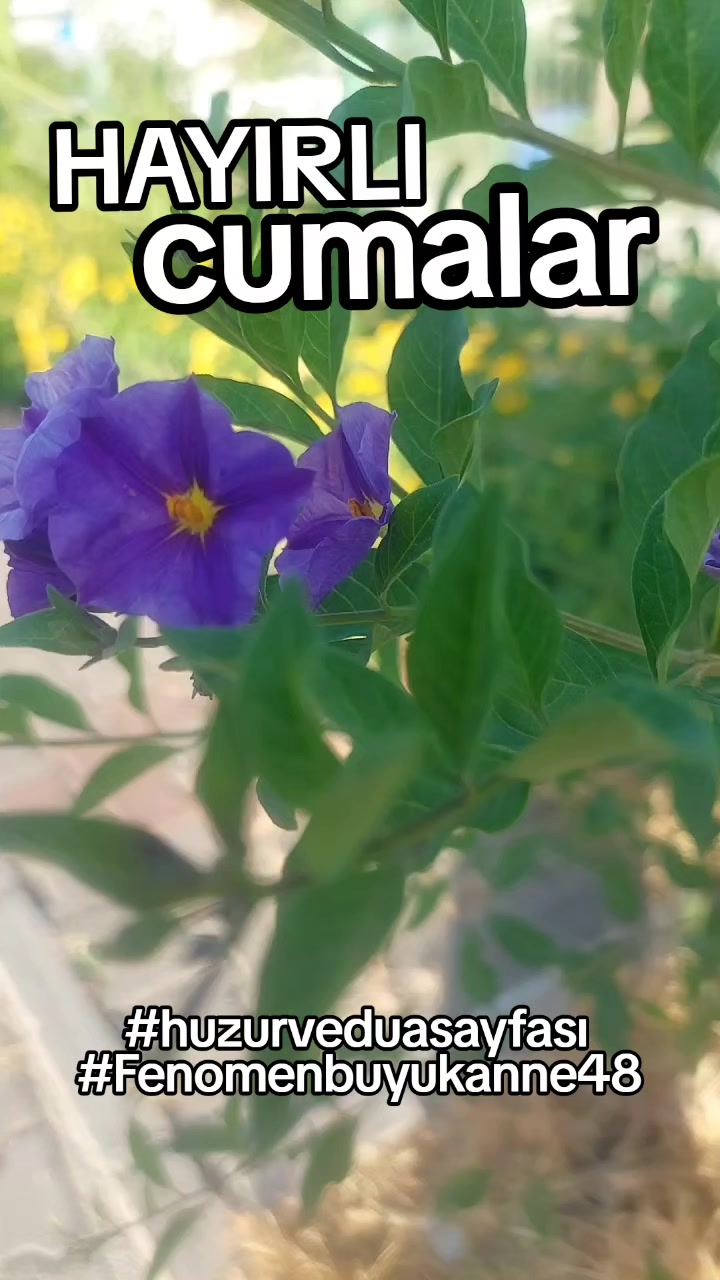 @Fenomenbuyukanne48