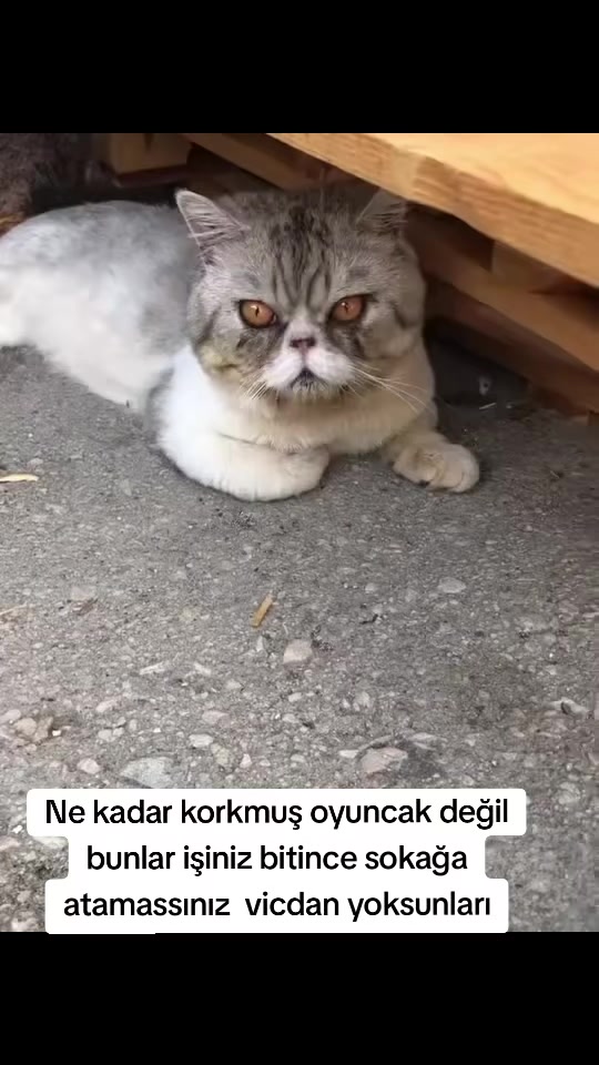 @MUSTAFA38