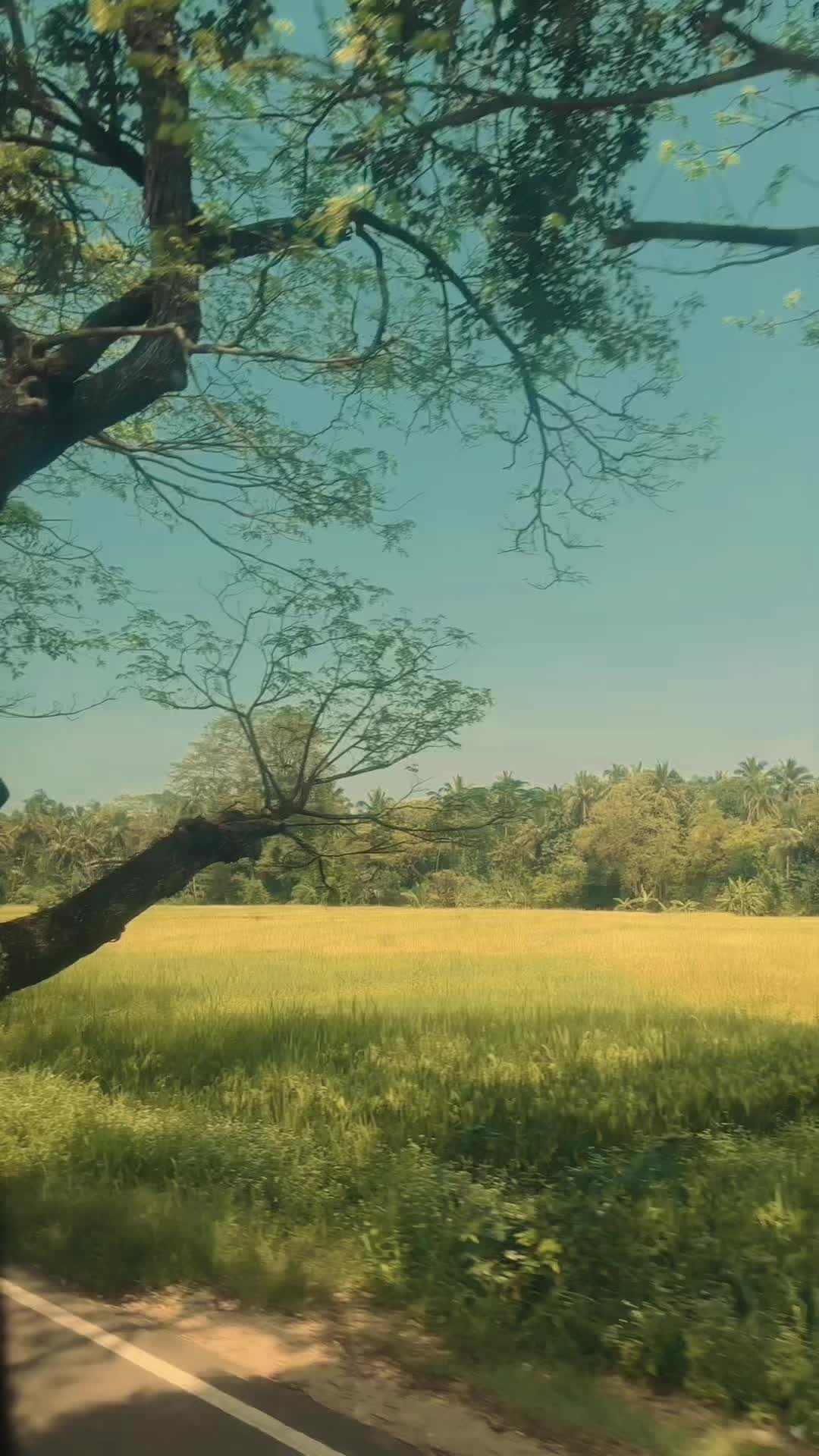 @Jeshani Senanayak995